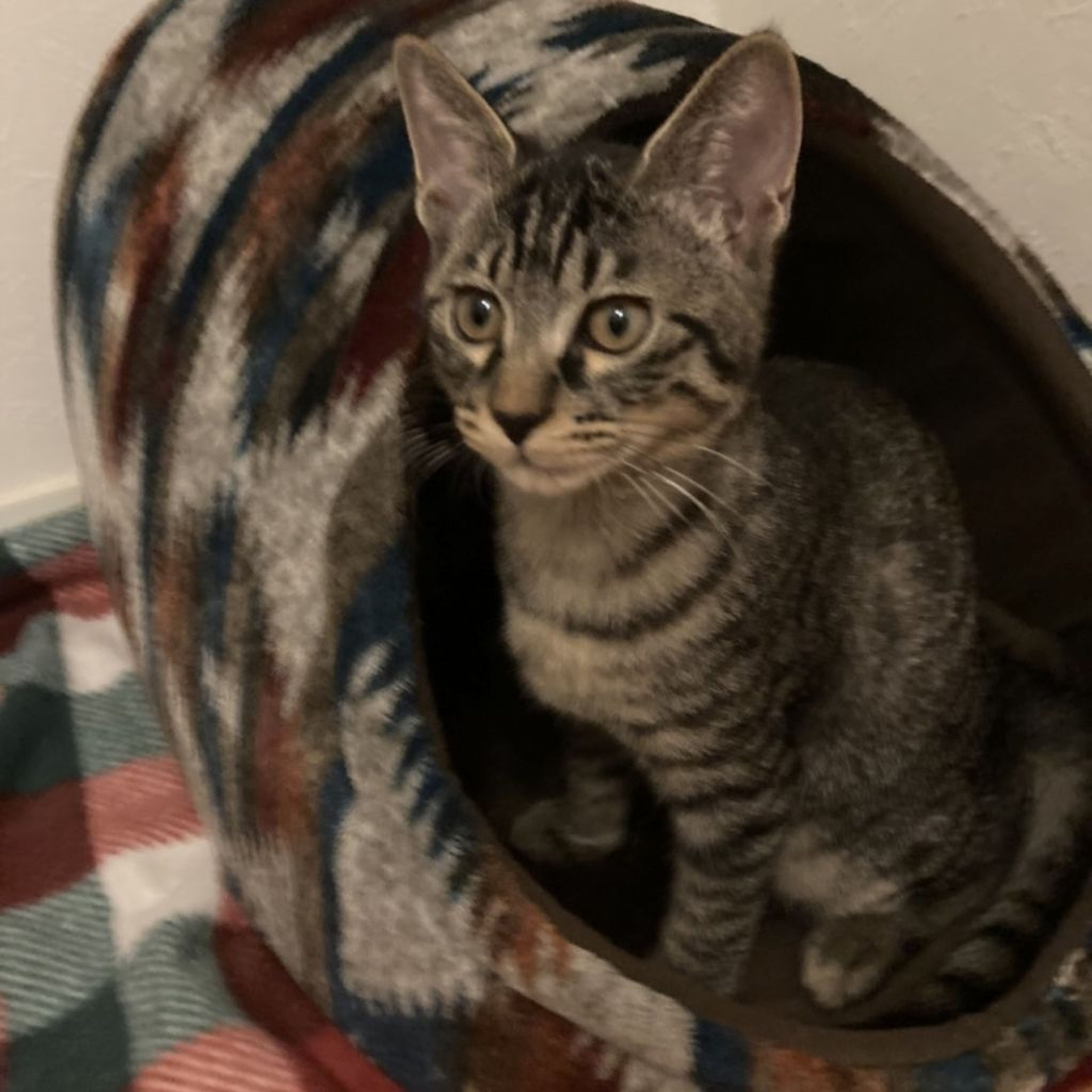 pet-image-7