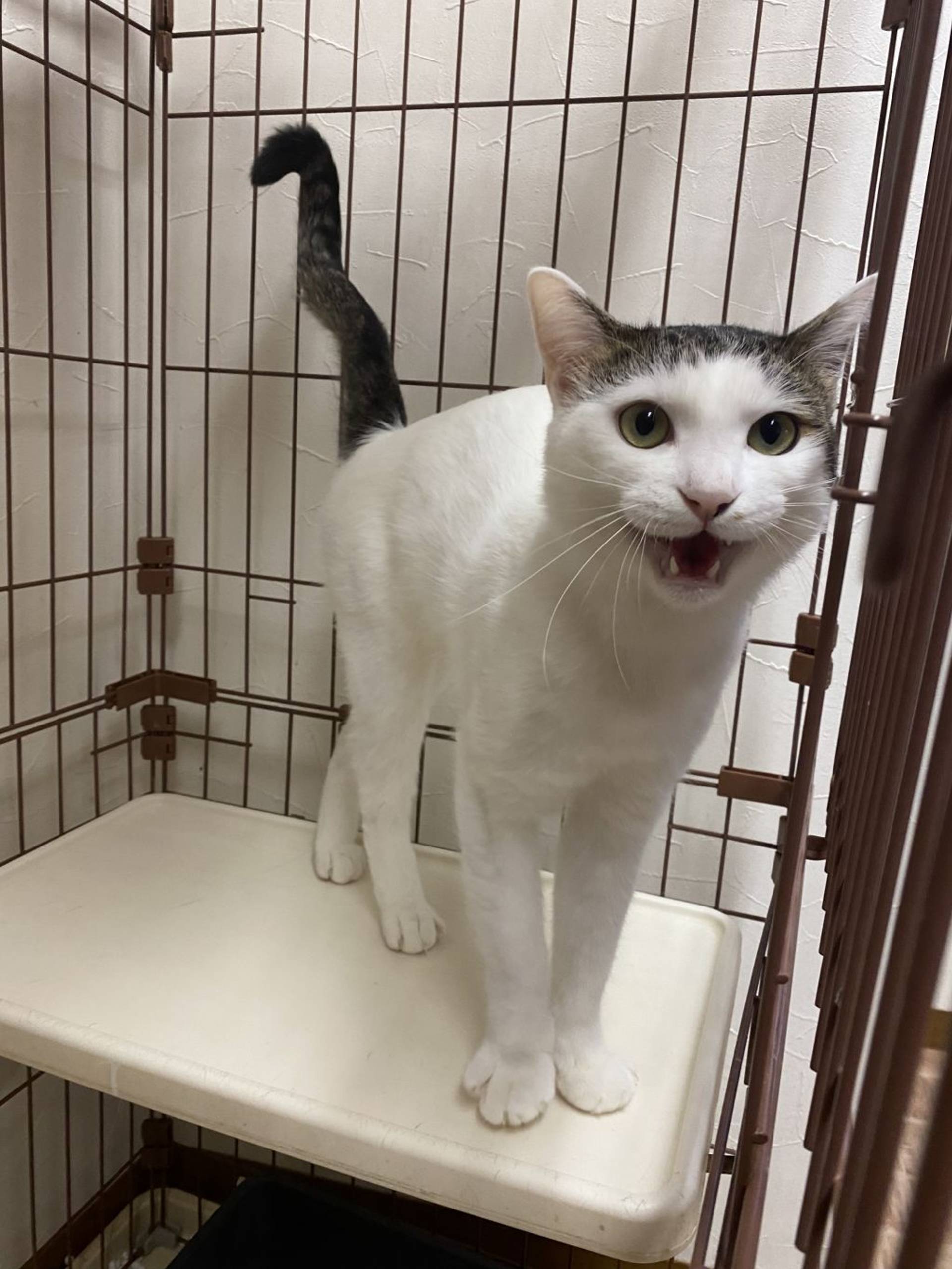 雑種（ミックス猫）・オスの里親募集の写真