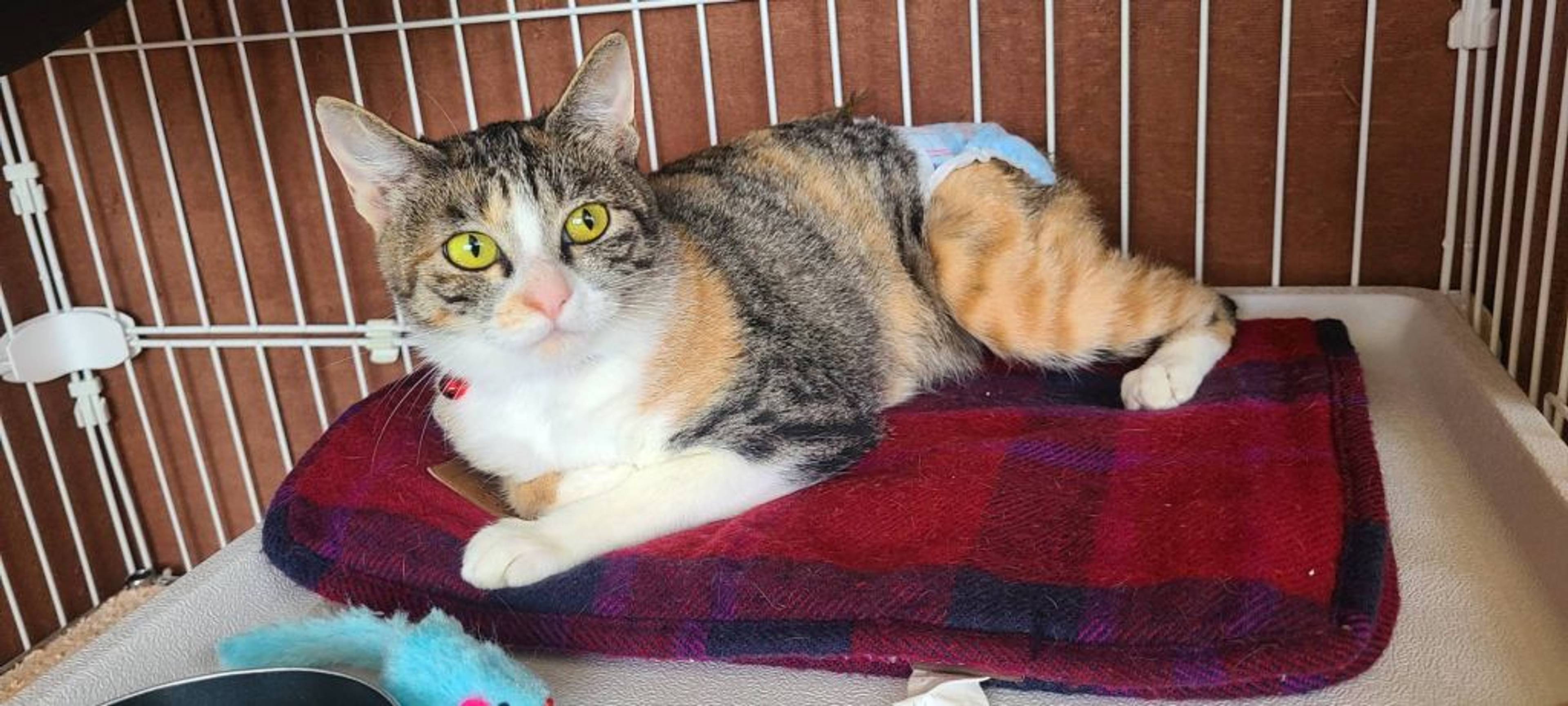 雑種（ミックス猫）・メスの里親募集の写真