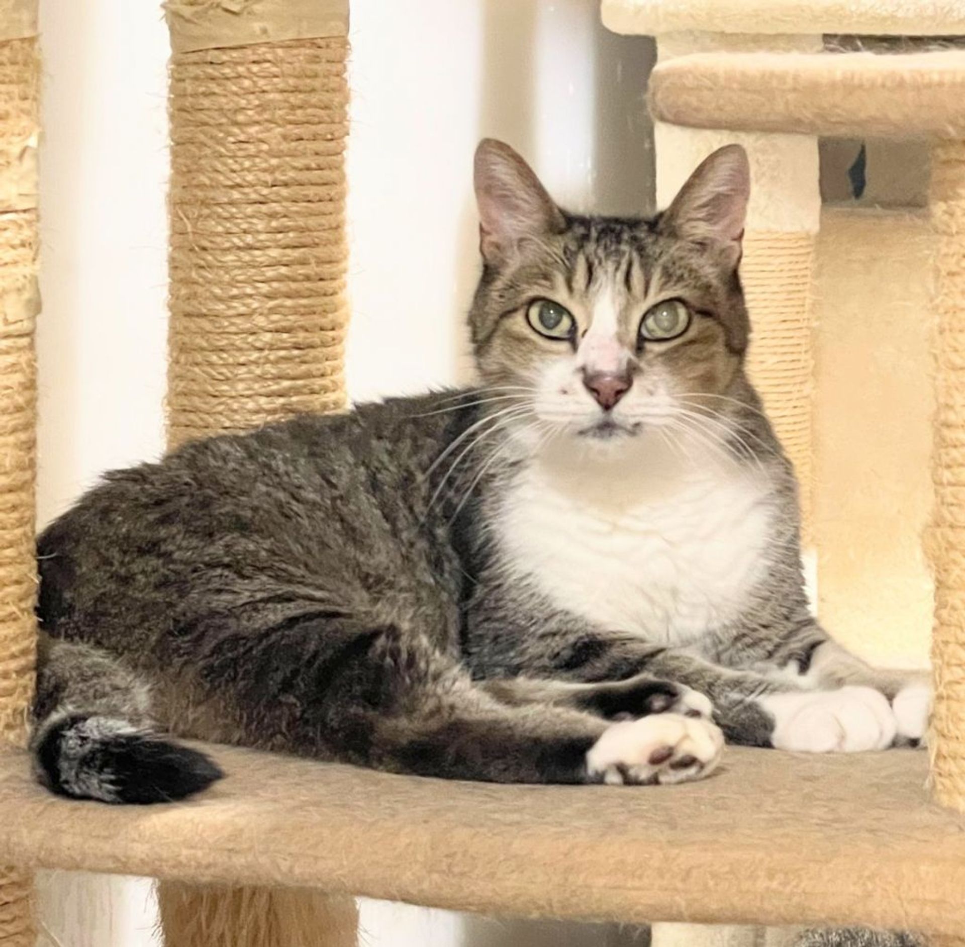 雑種（ミックス猫）・オスの里親募集の写真