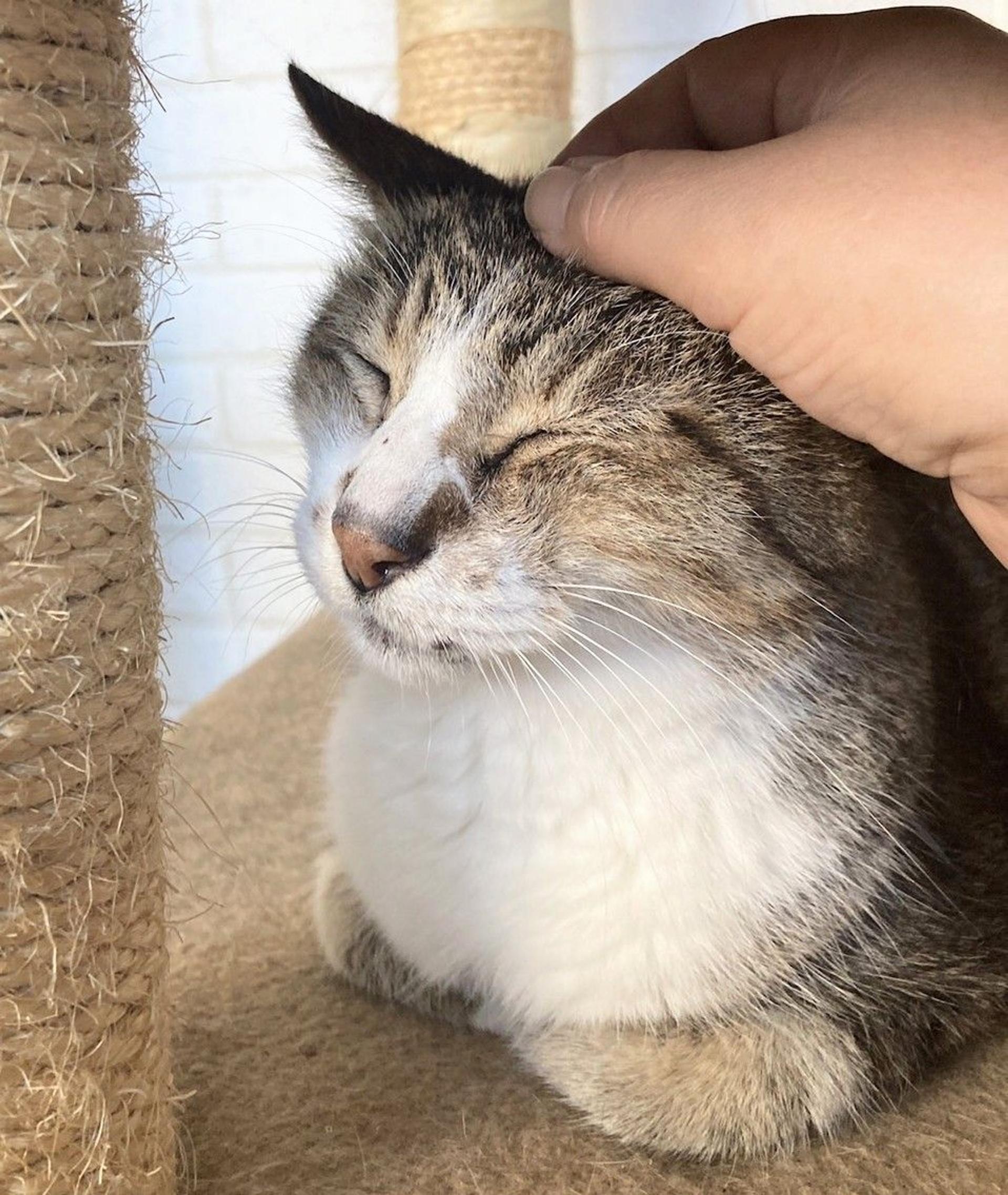 pet-image-5