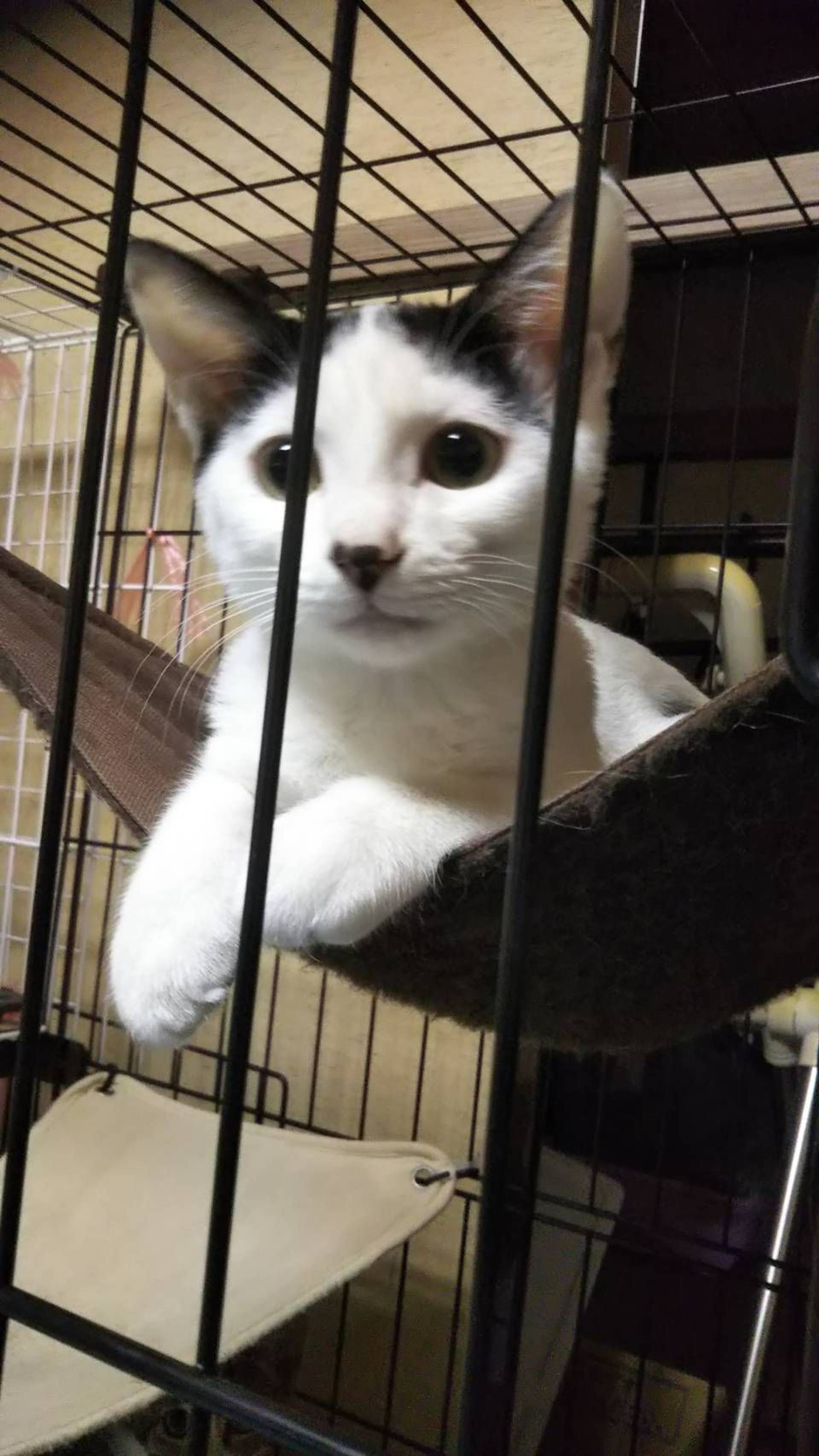 雑種（ミックス猫）・メスの里親募集の写真