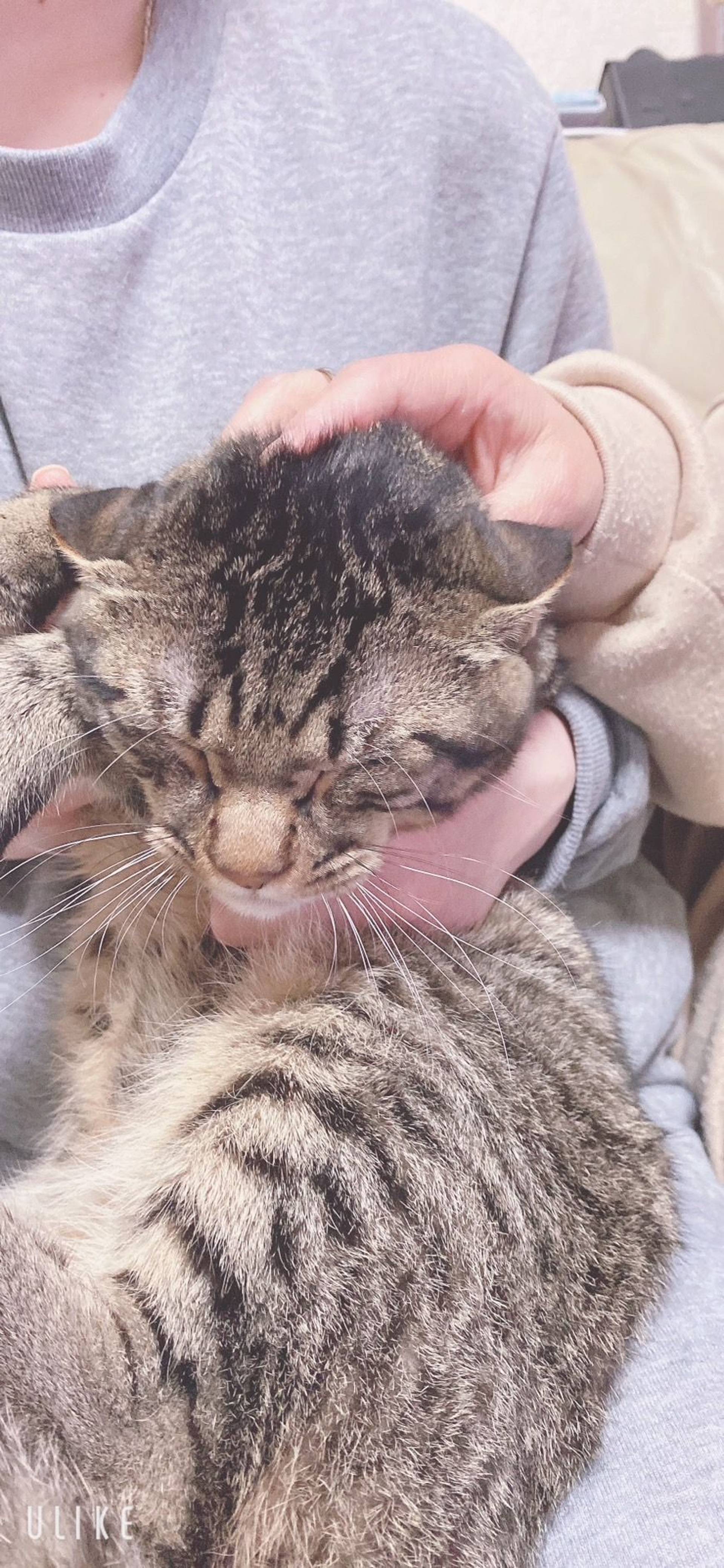 雑種（ミックス猫）・オスの里親募集の写真
