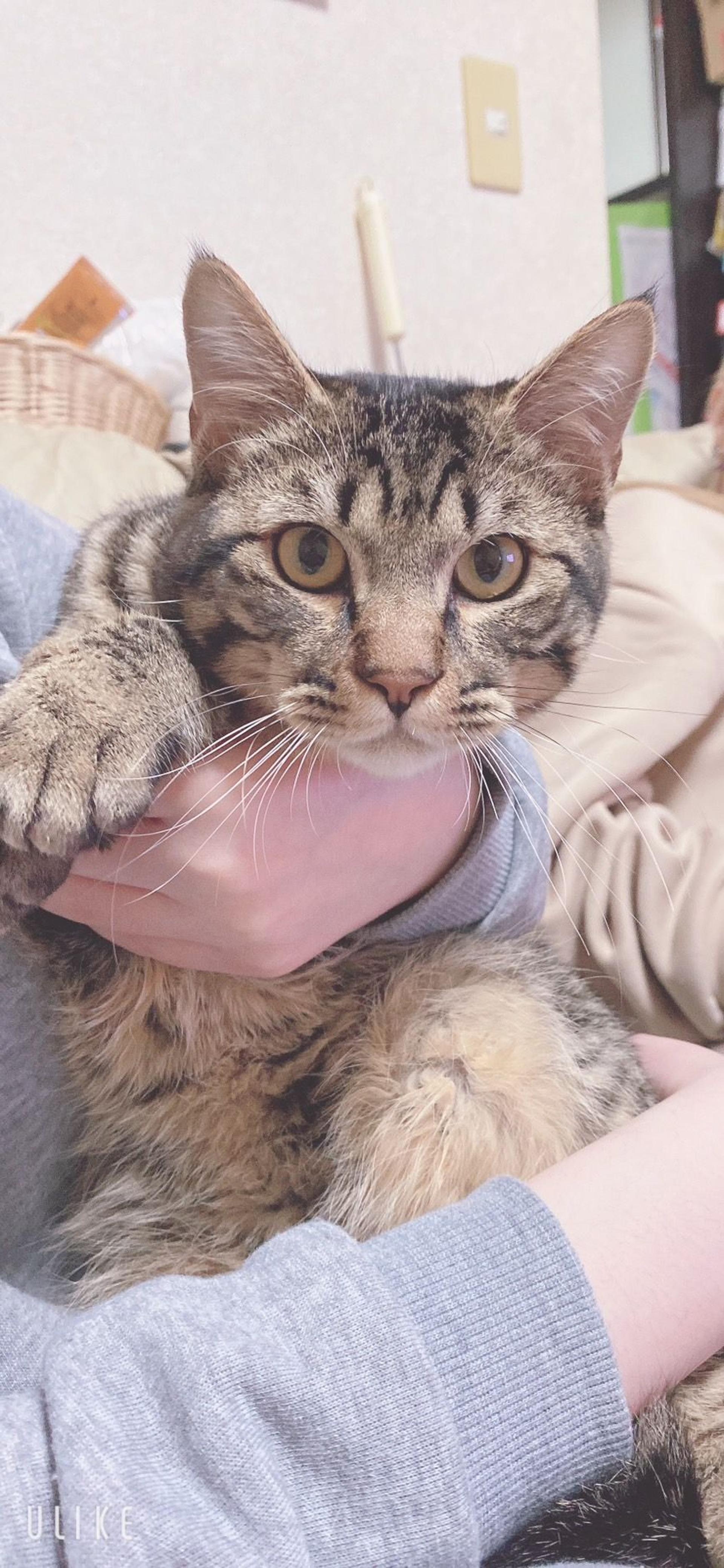 pet-image-2