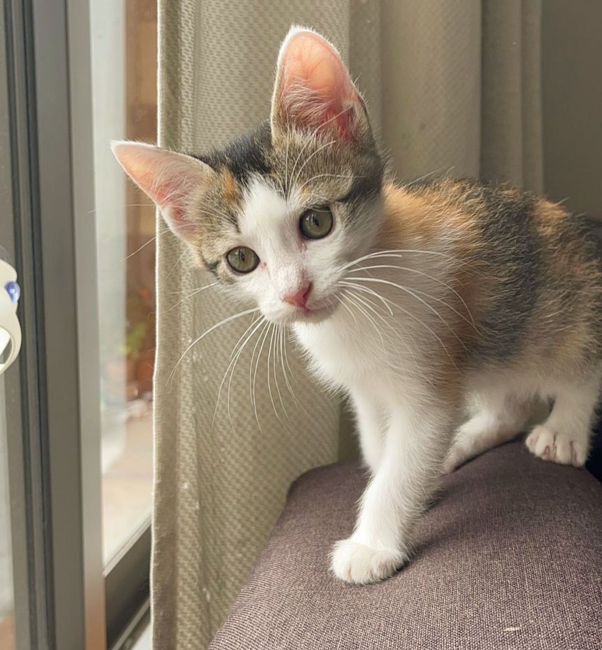 雑種（ミックス猫）・メスの里親募集の写真