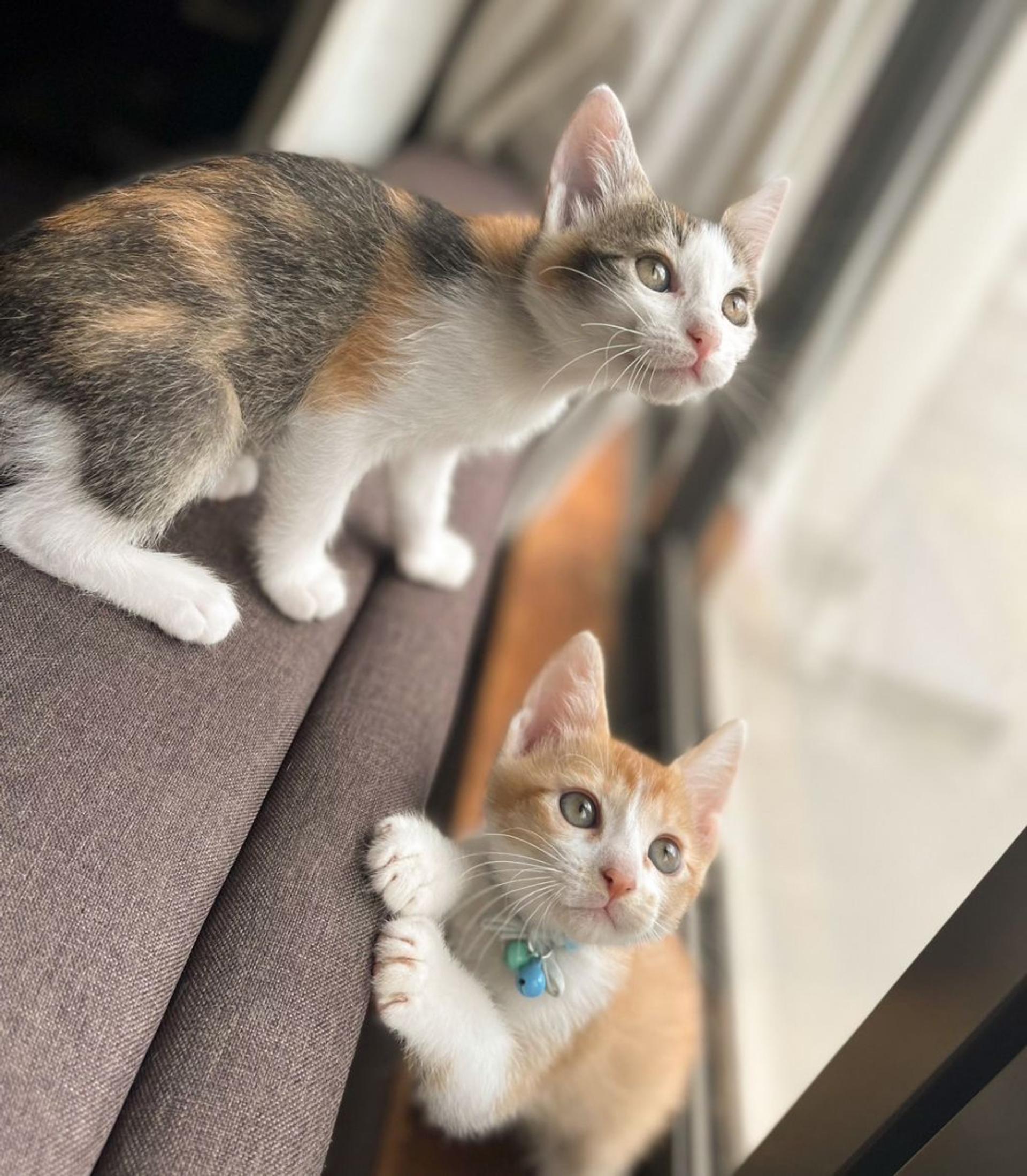 pet-image-5