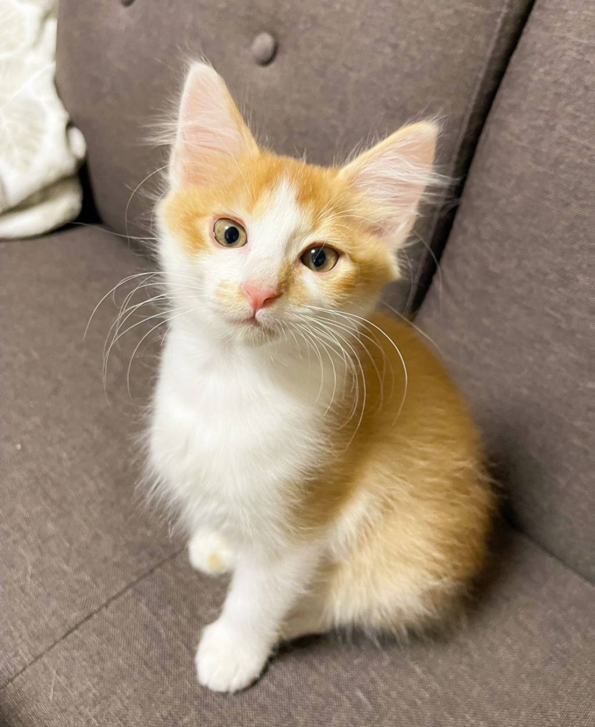 雑種（ミックス猫）・オスの里親募集の写真