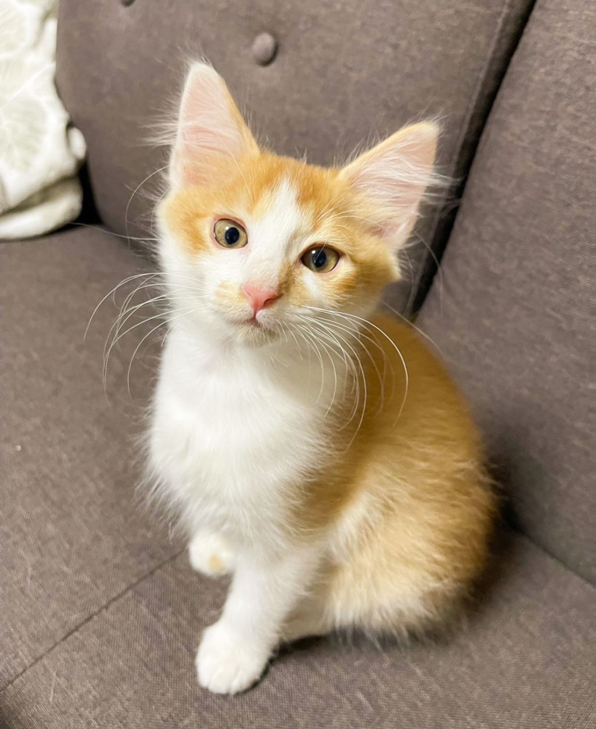 雑種（ミックス猫）・オスの里親募集の写真