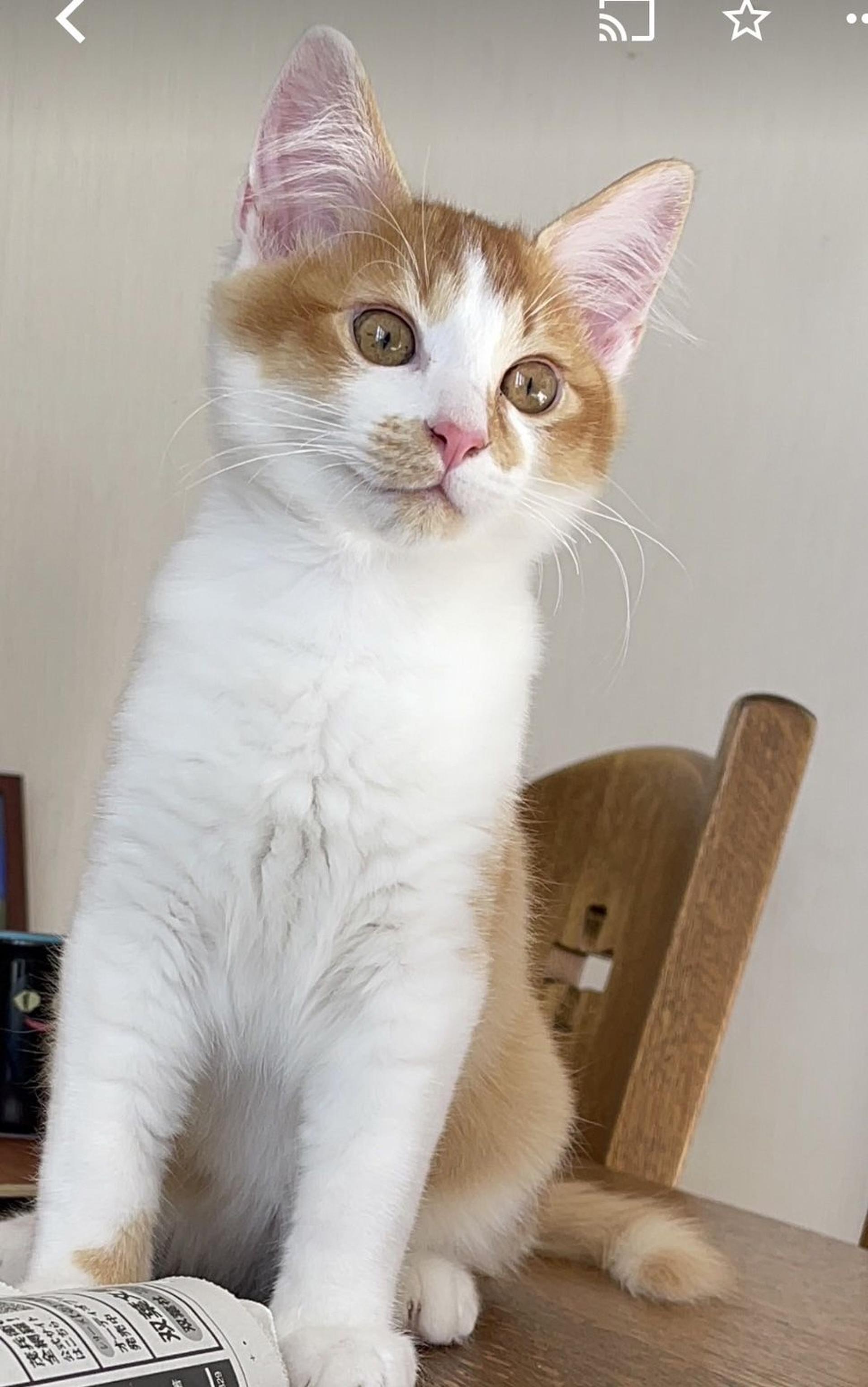 pet-image-4