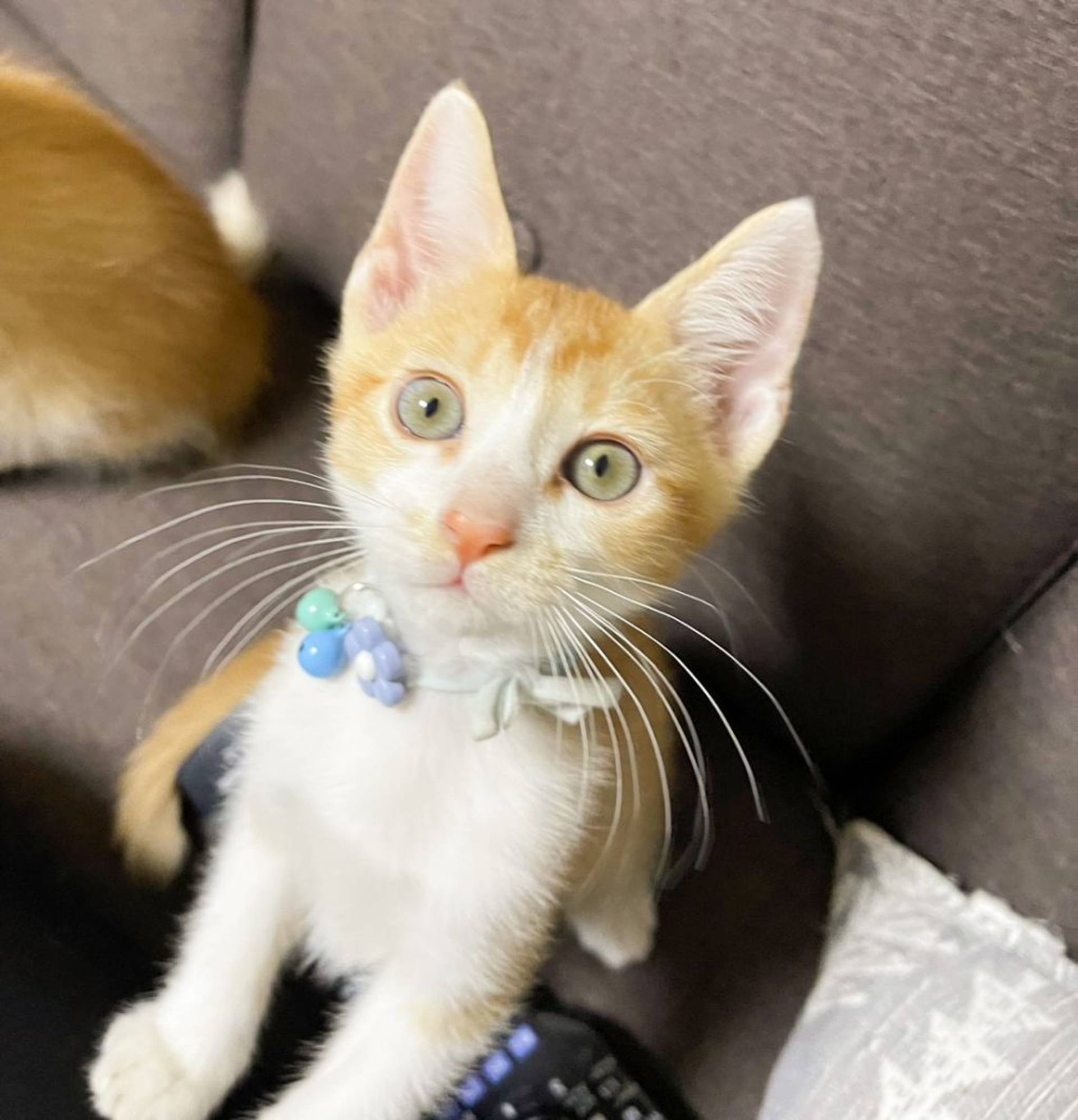 雑種（ミックス猫）・オスの里親募集の写真