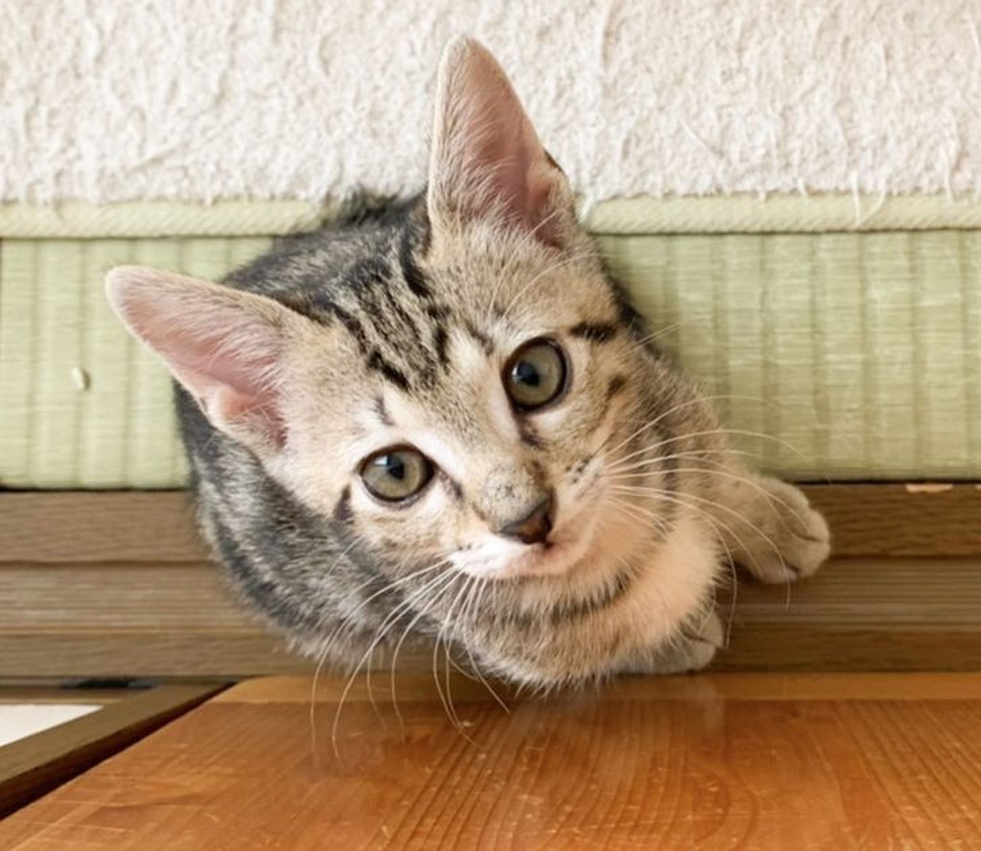 雑種（ミックス猫）・オスの里親募集の写真