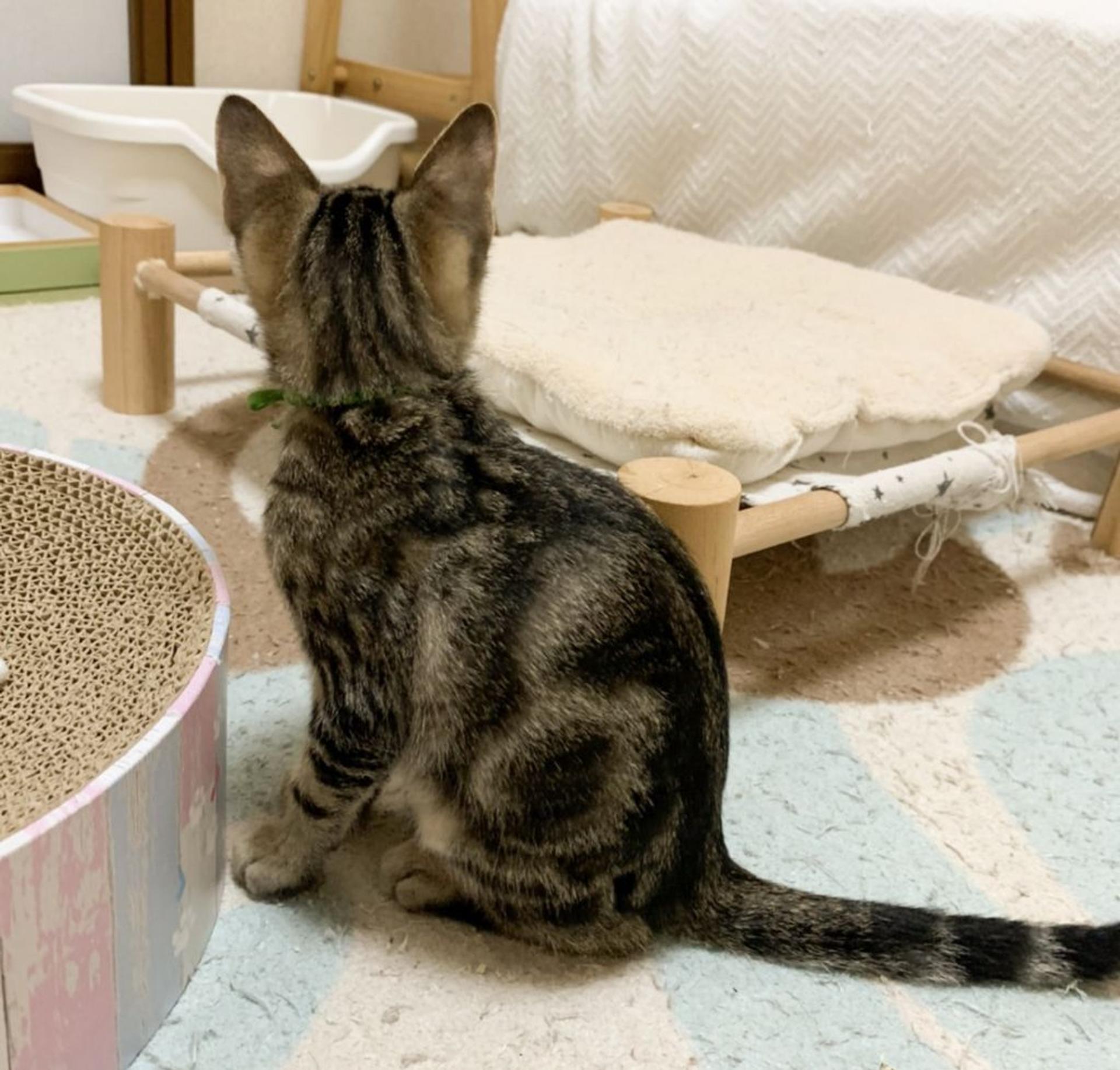 pet-image-3