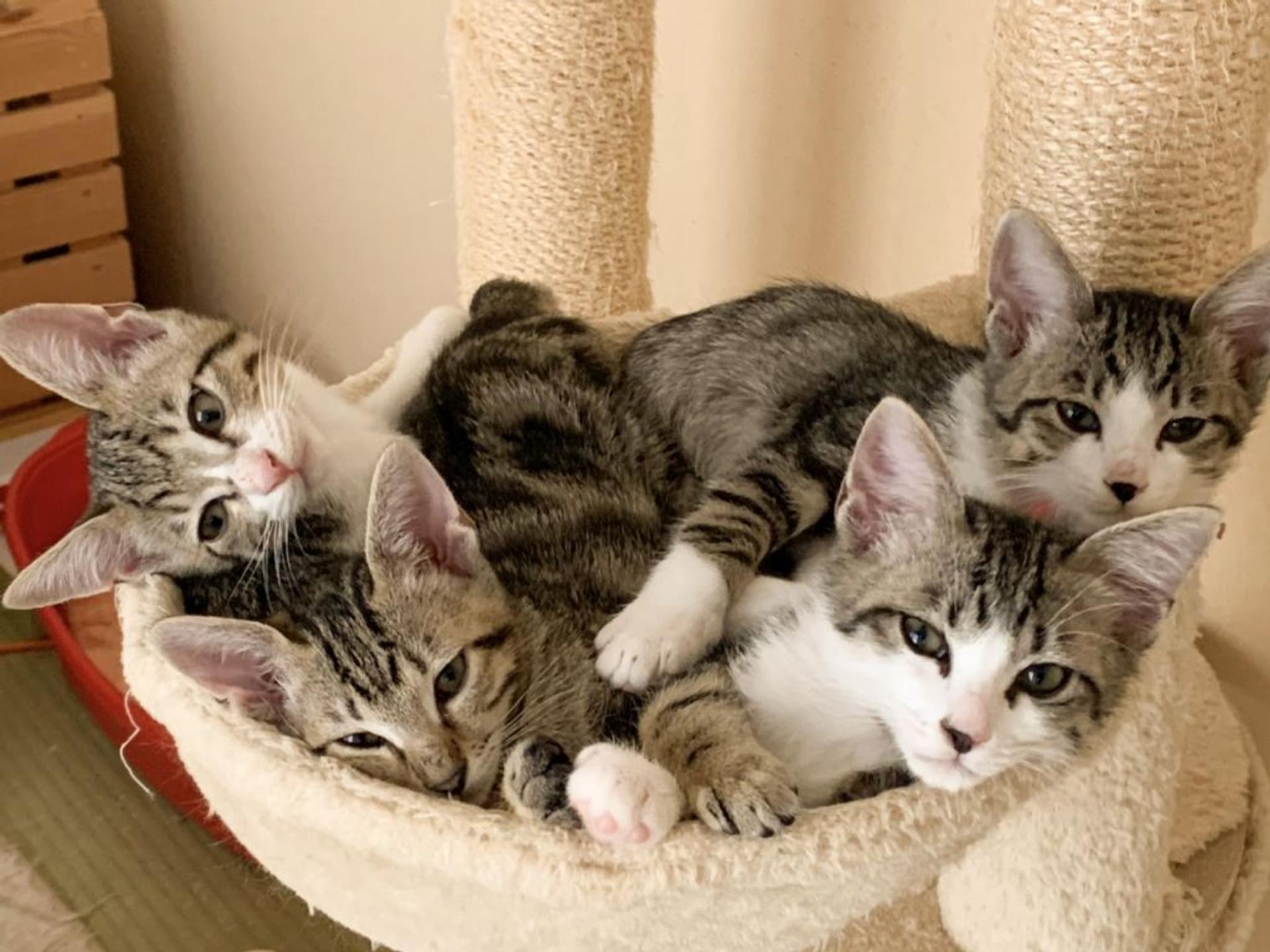 pet-image-4