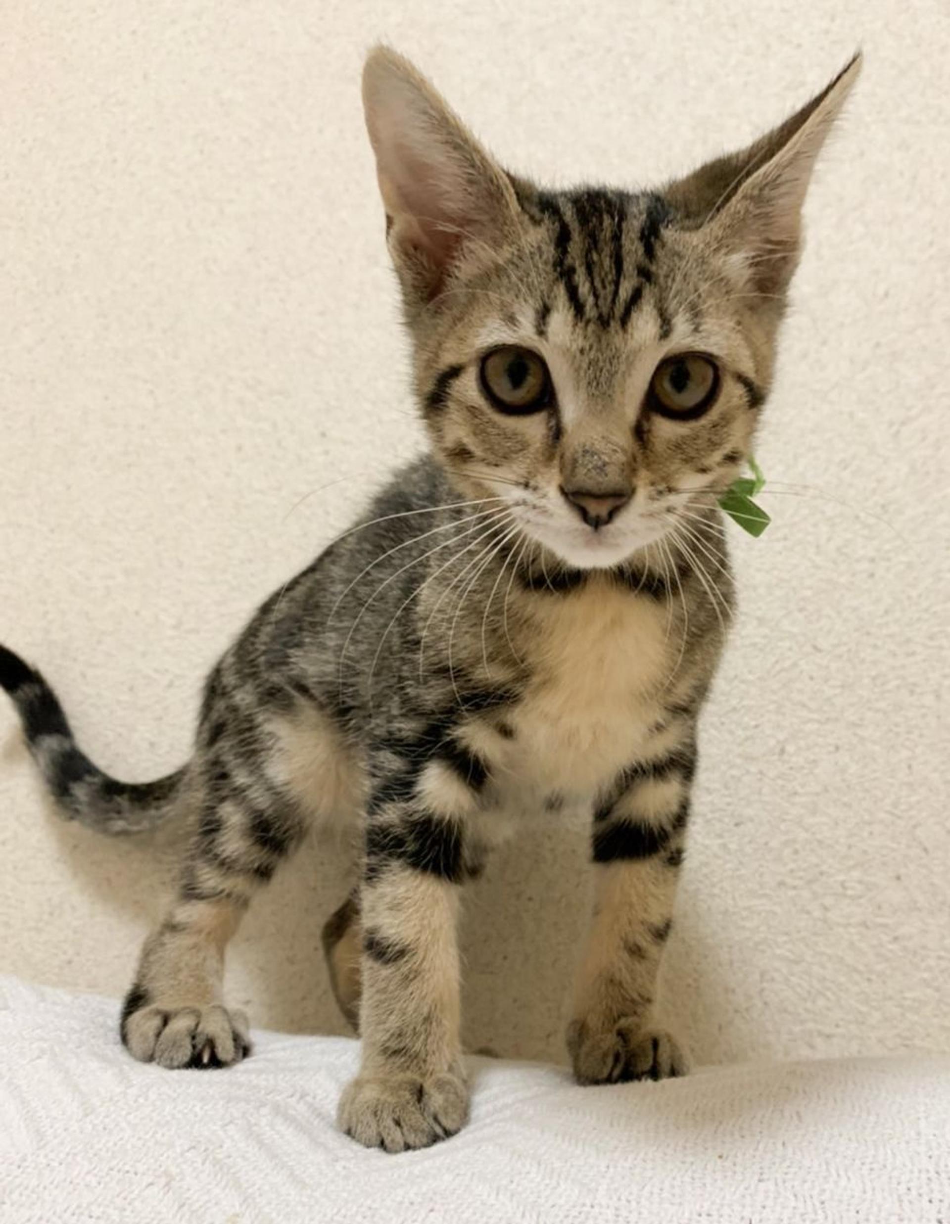 pet-image-5