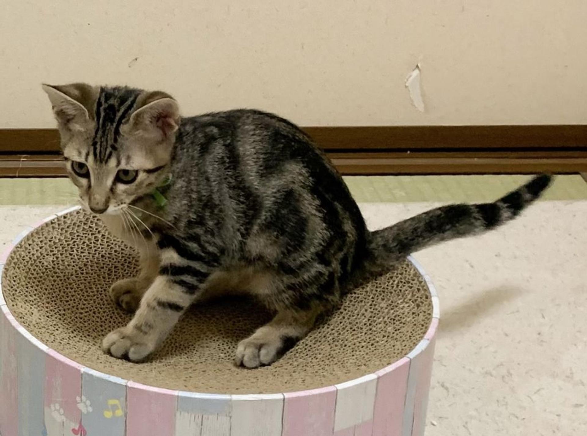 pet-image-6