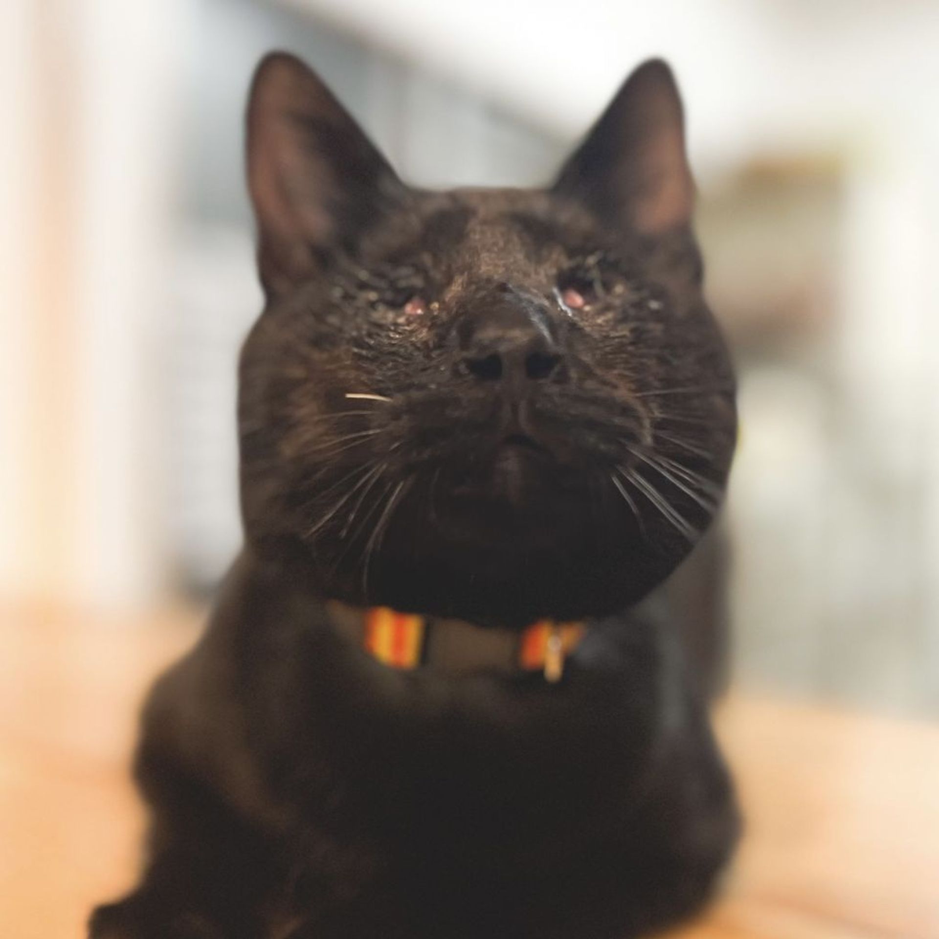雑種（ミックス猫）・オスの里親募集の写真