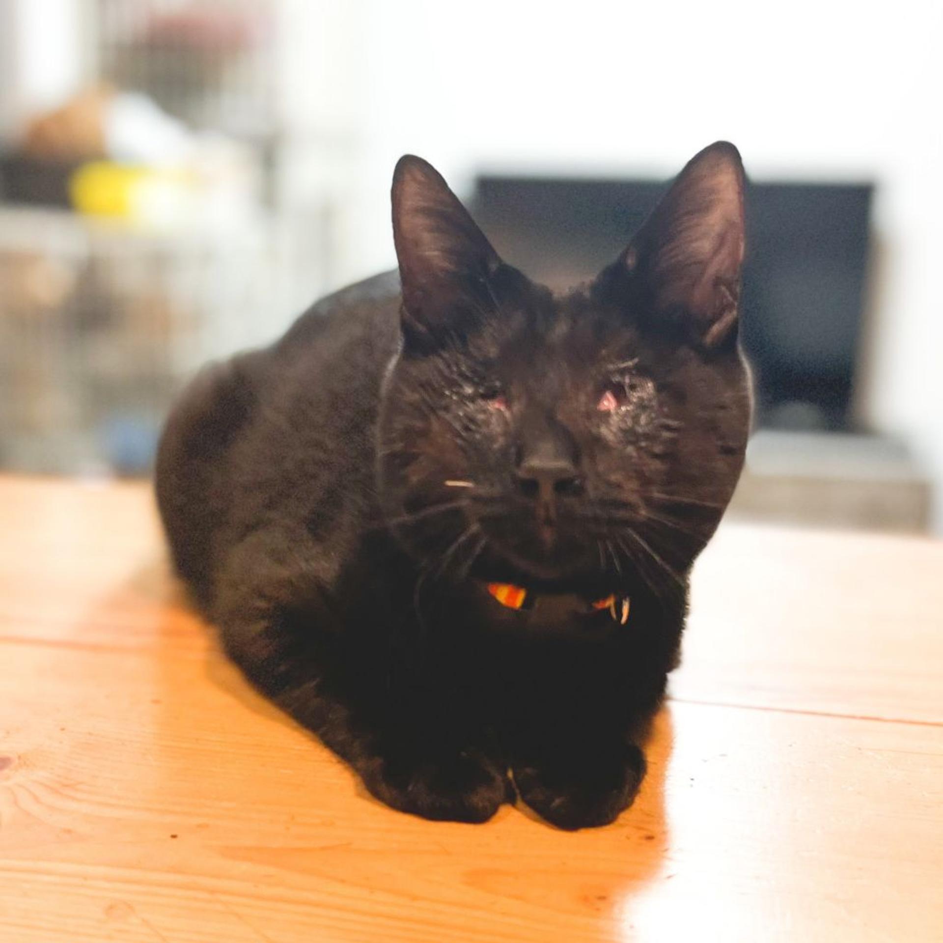 pet-image-2