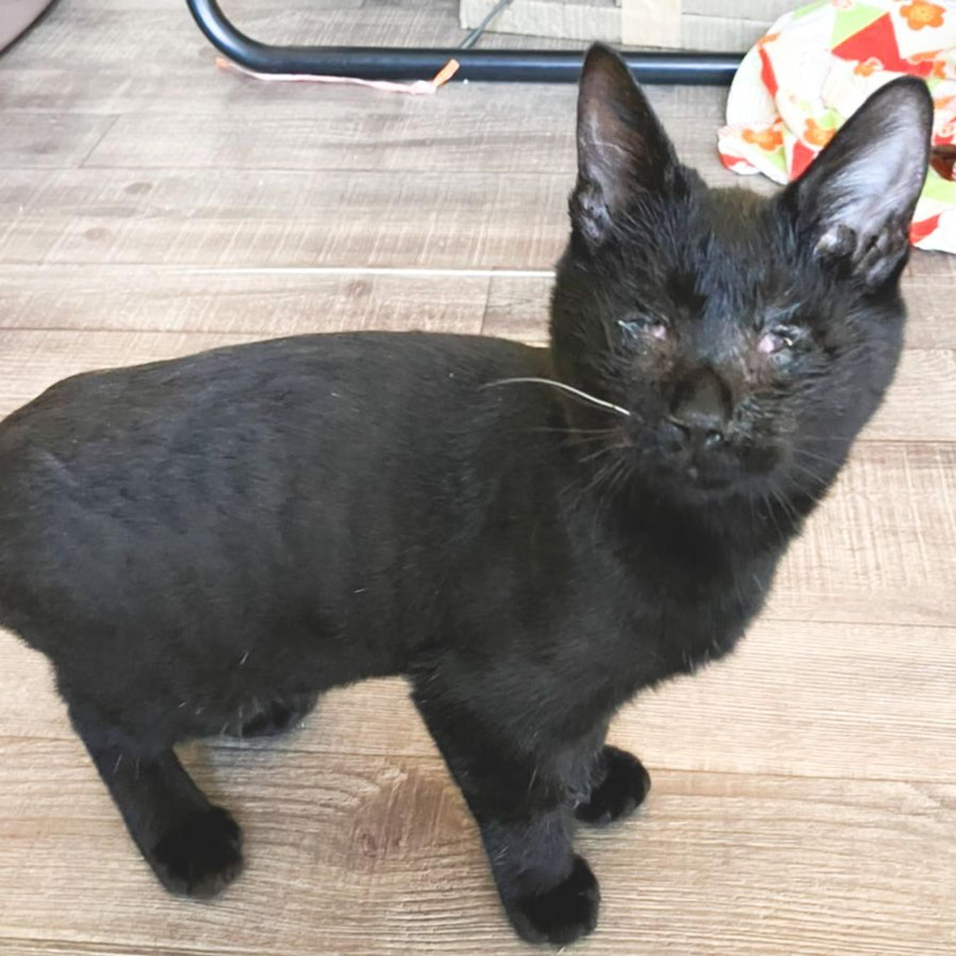 pet-image-3