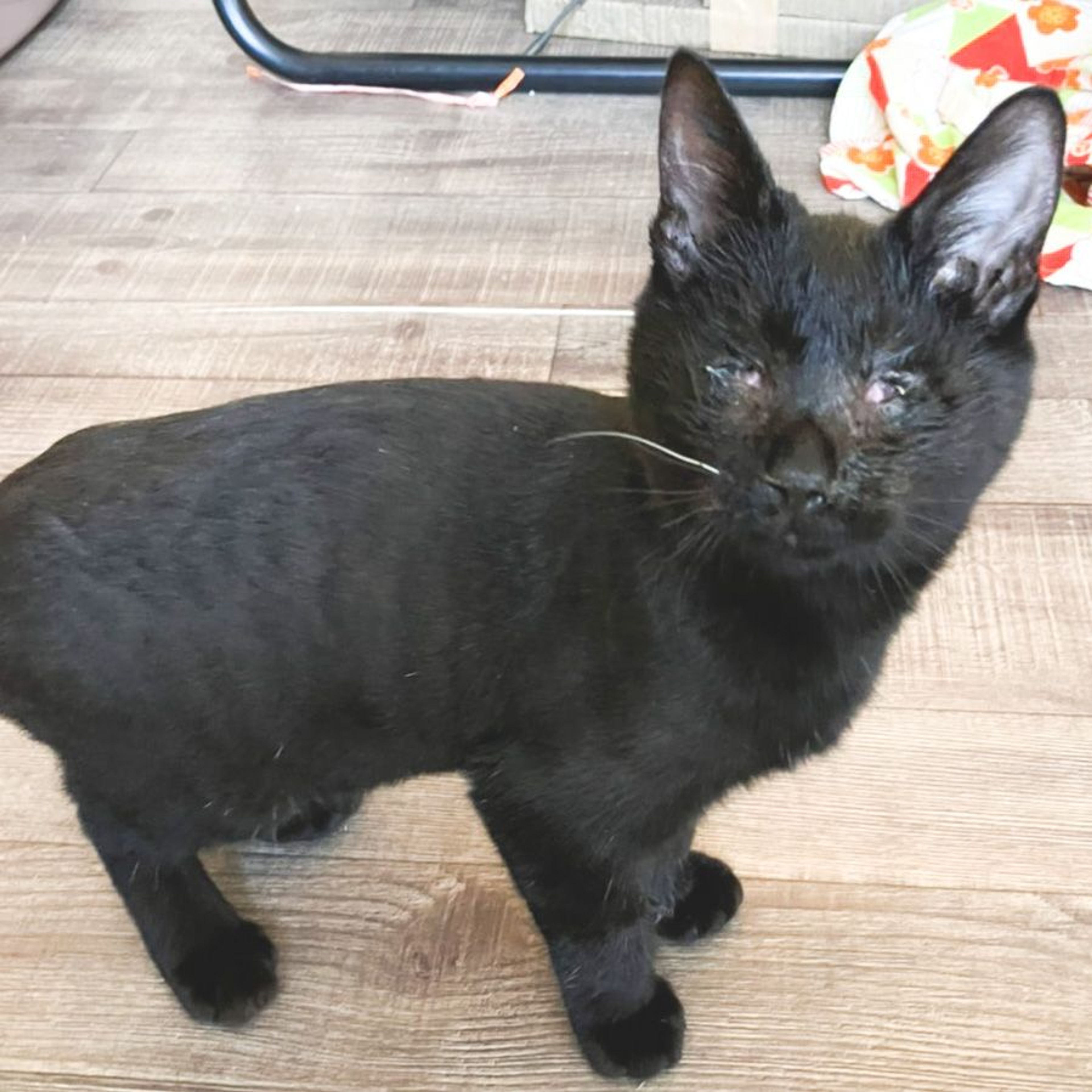 pet-image-3