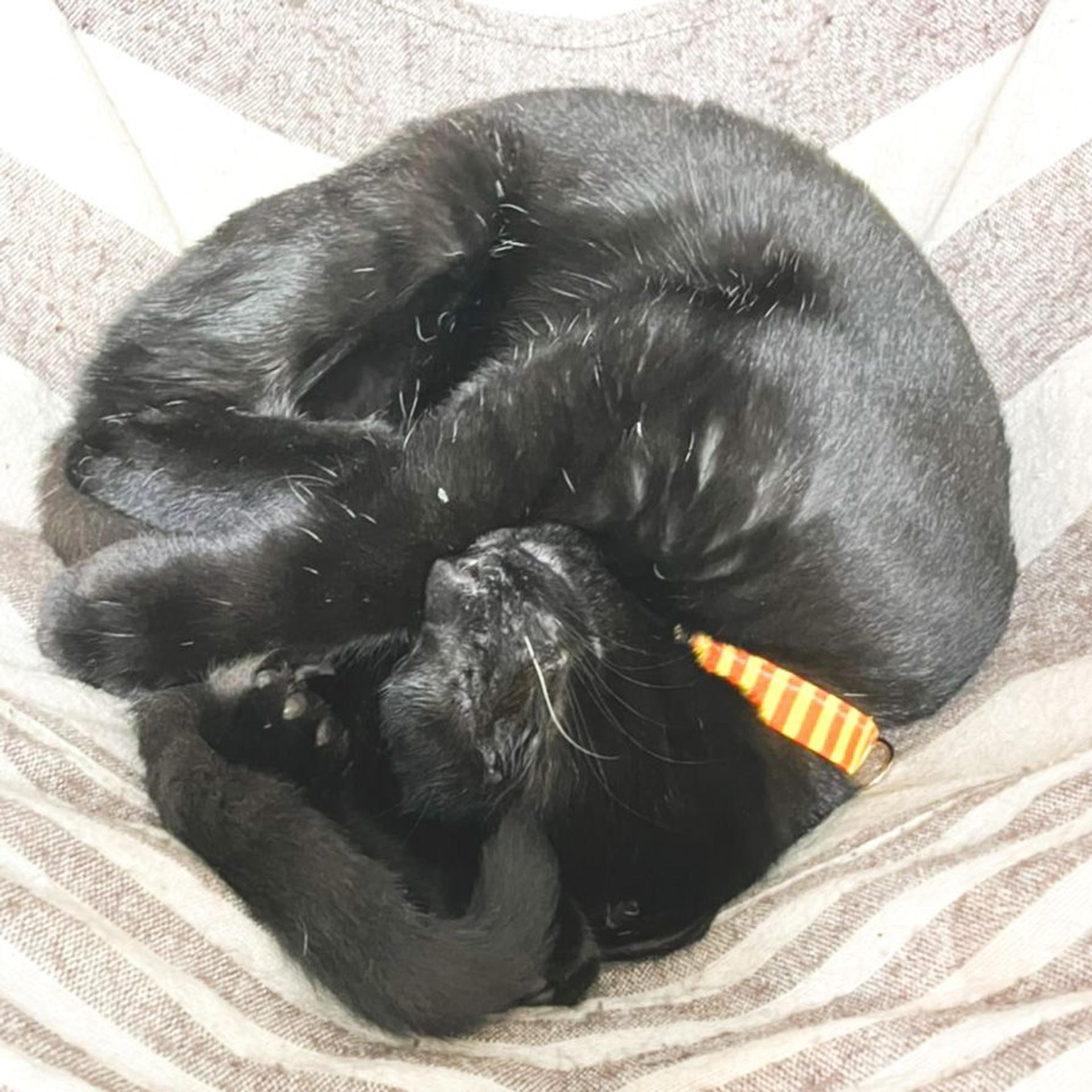 pet-image-4