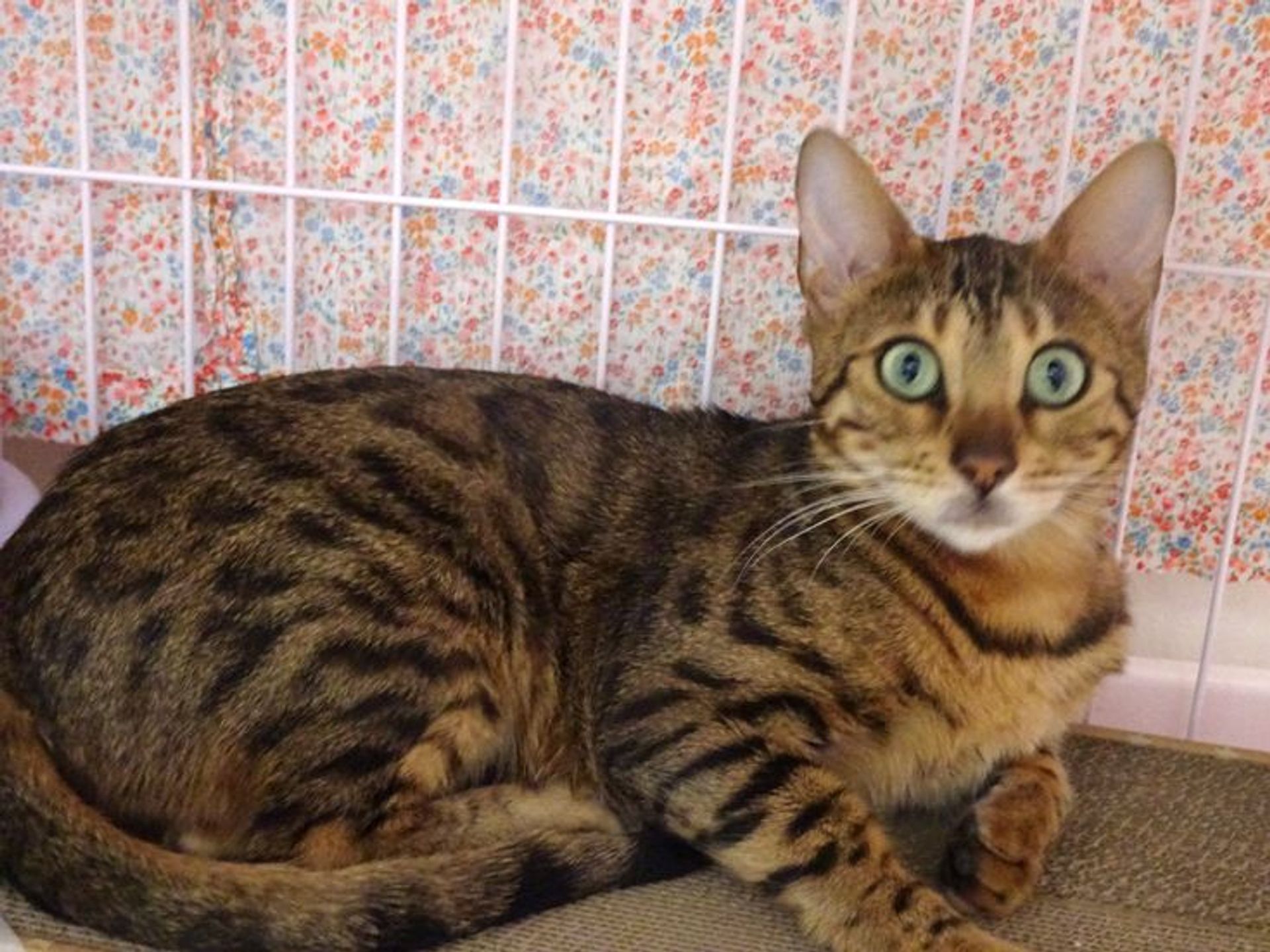 ベンガル・メスの里親募集の写真