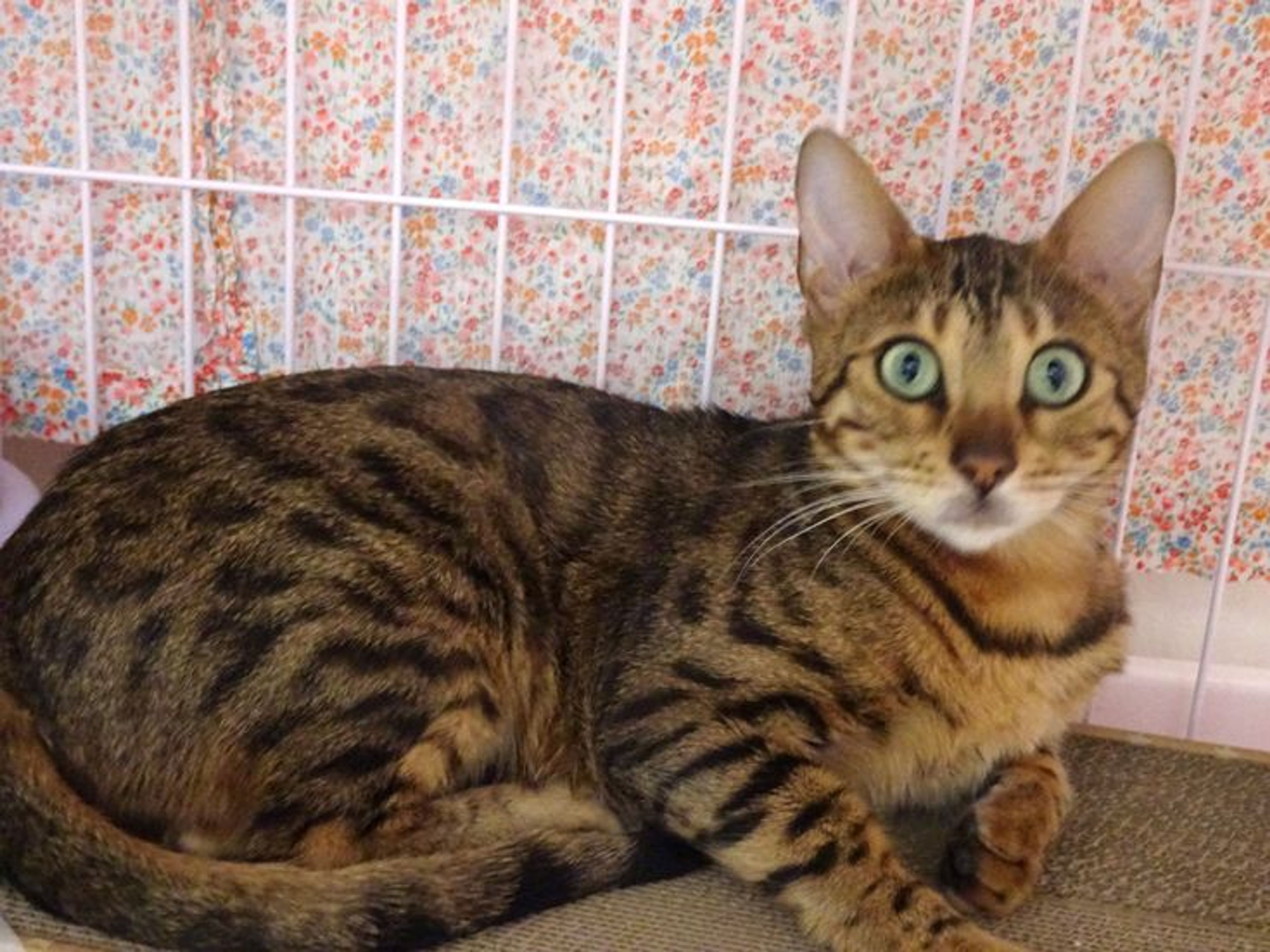 ベンガル・メスの里親募集の写真