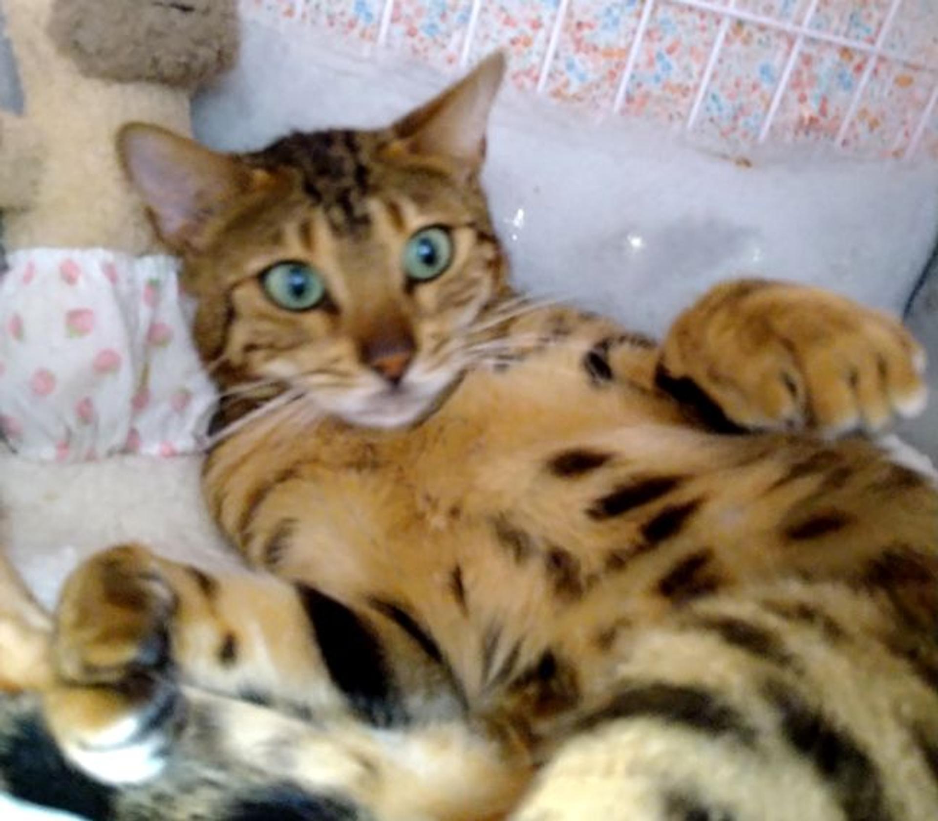 pet-image-3