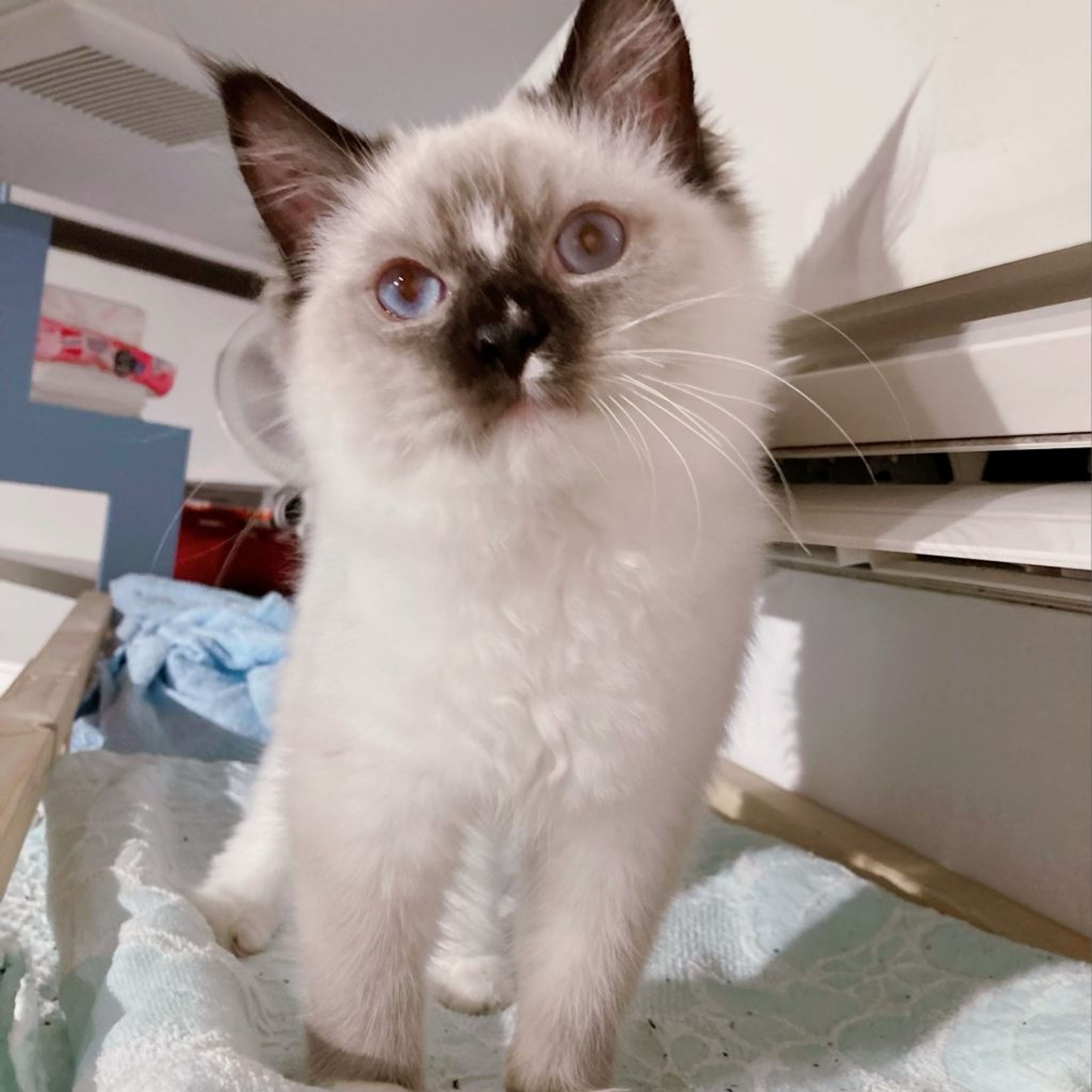 pet-image-3