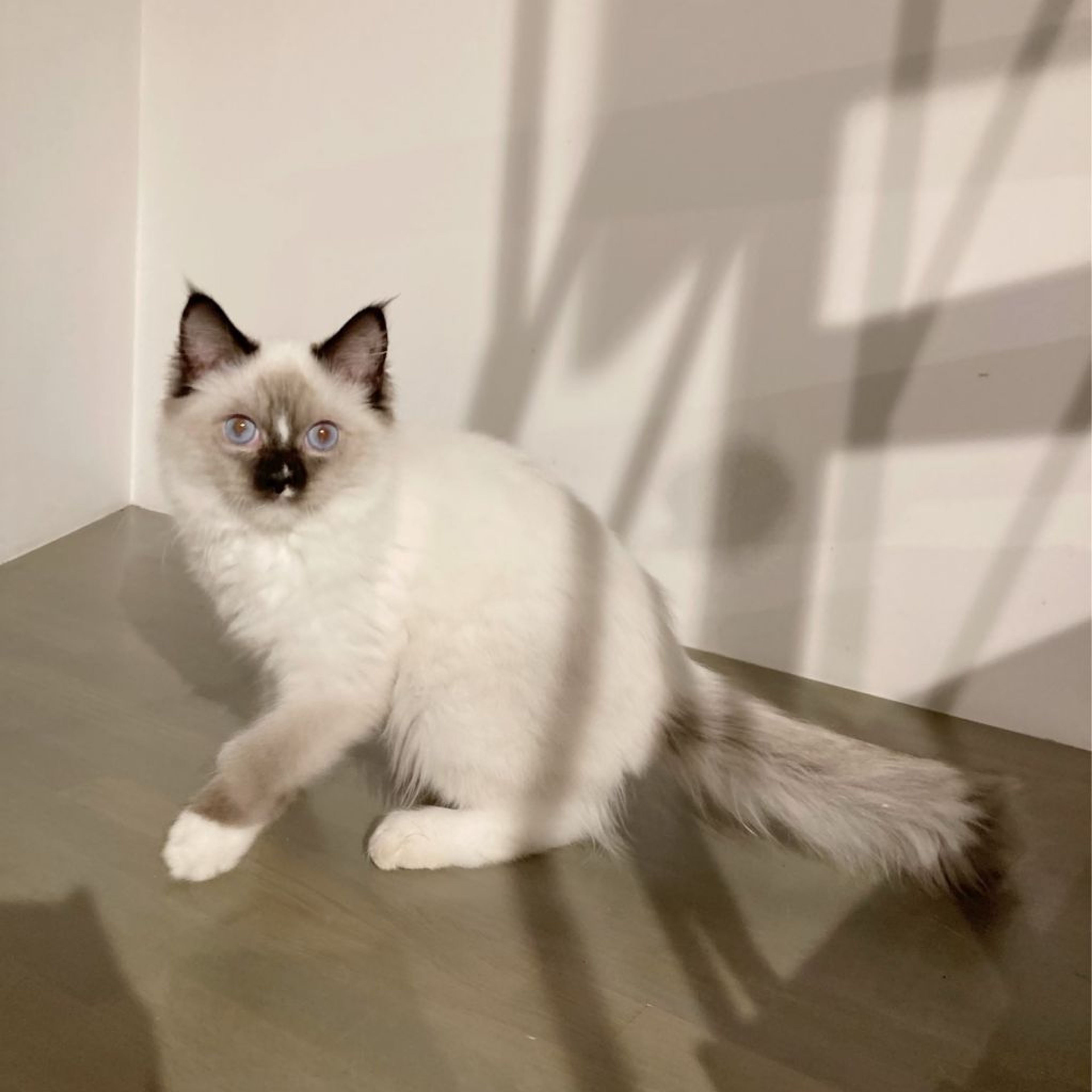 pet-image-5