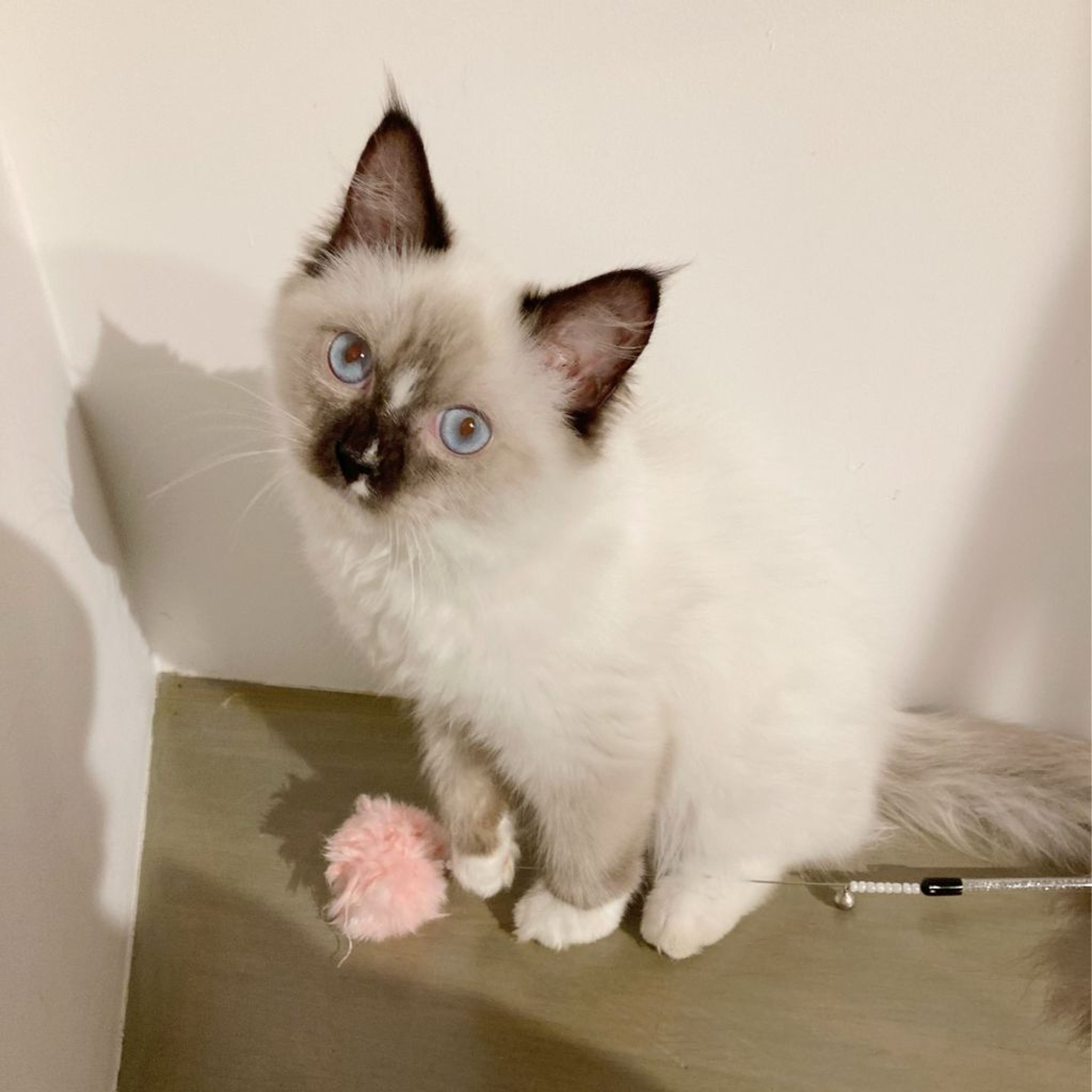 pet-image-6