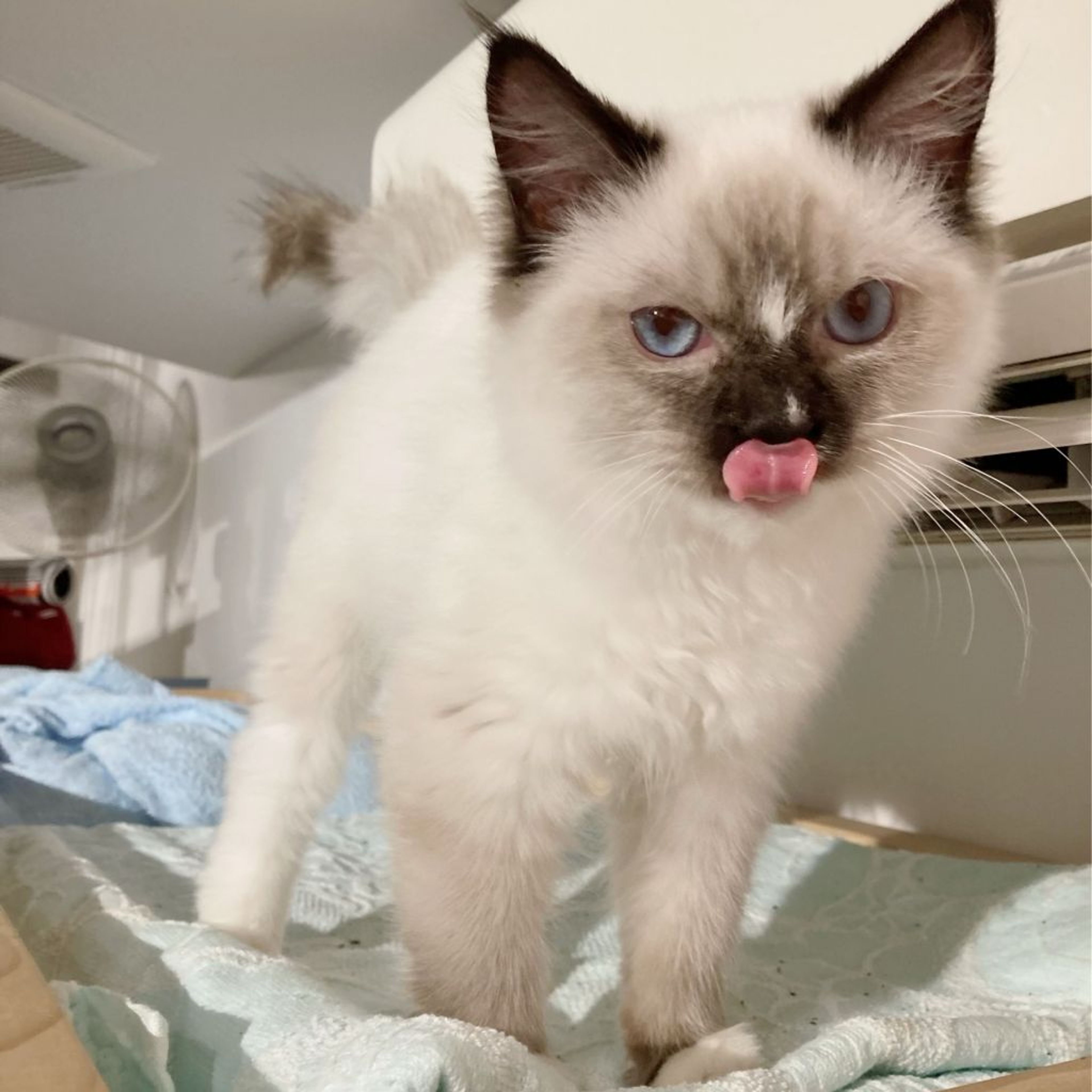 pet-image-7