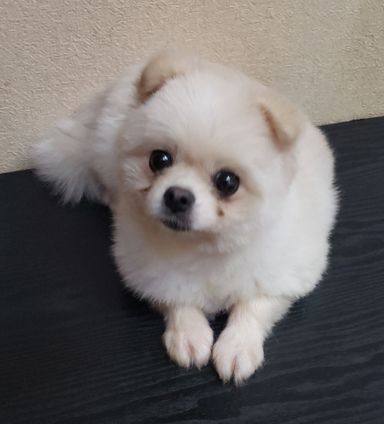 チャコ