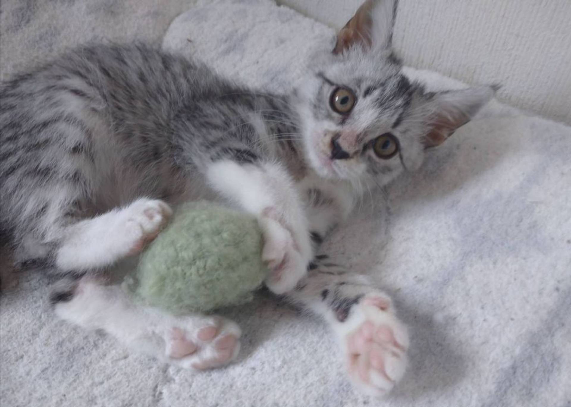 雑種（ミックス猫）・メスの里親募集の写真