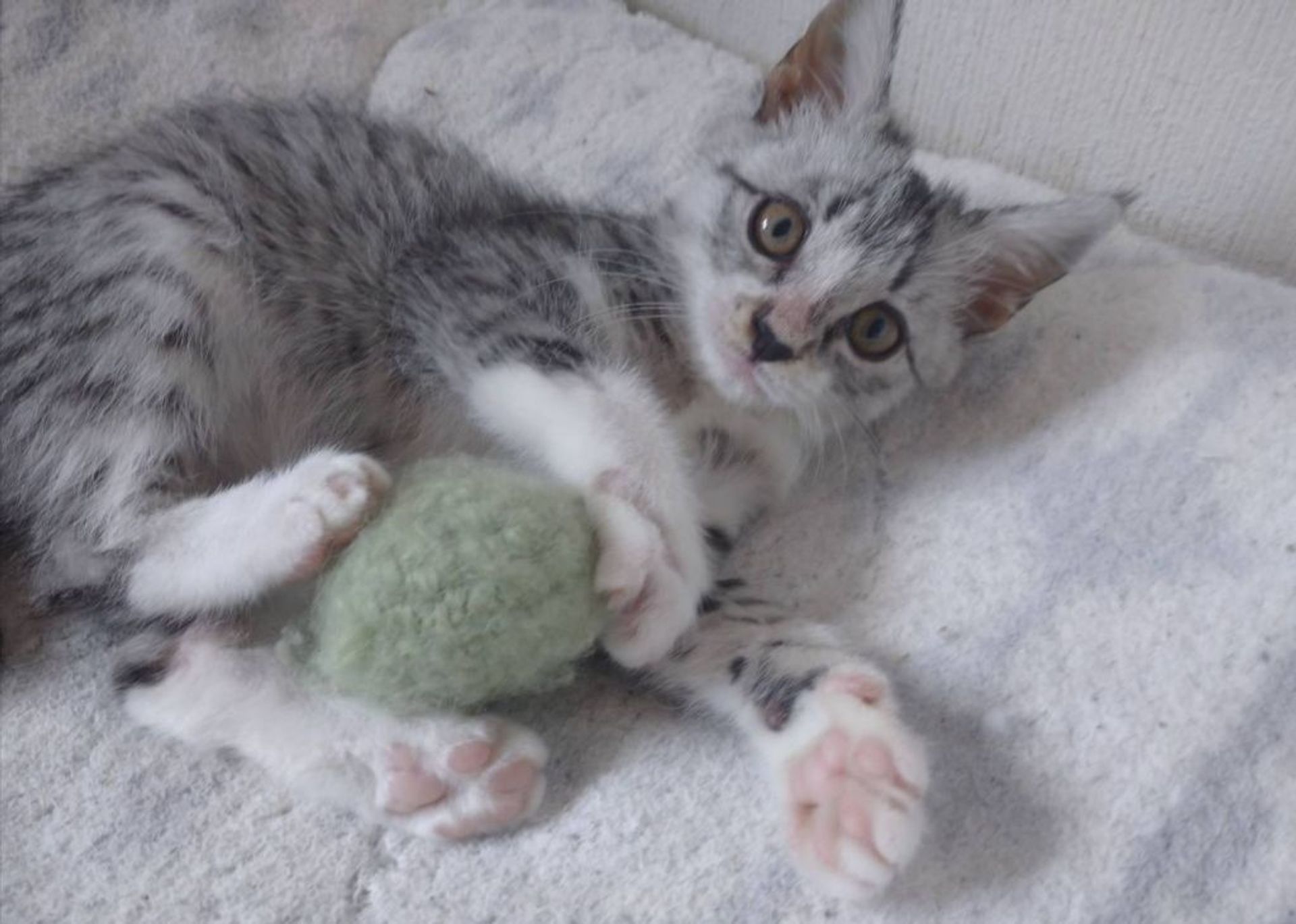 雑種（ミックス猫）・メスの里親募集の写真