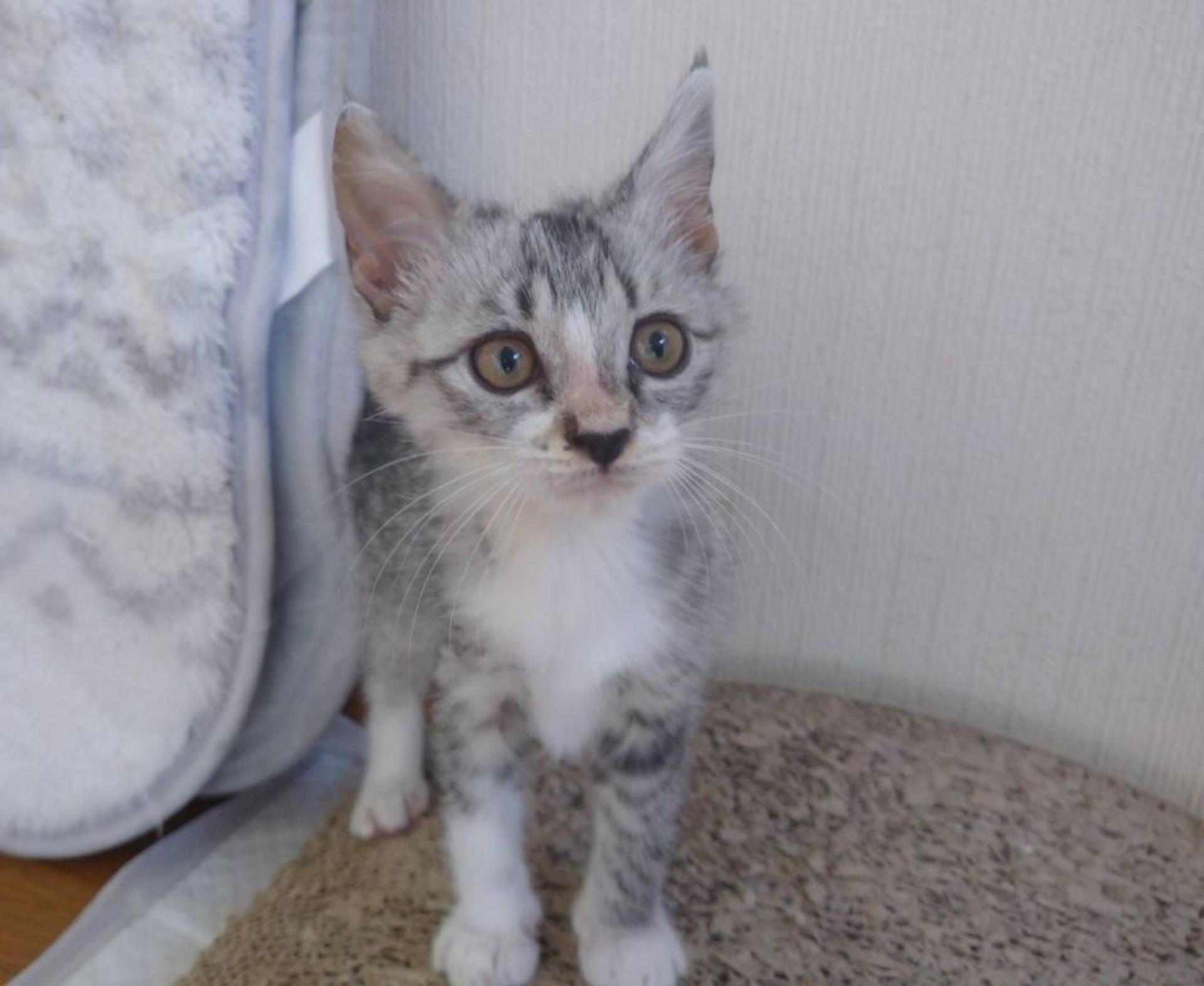 pet-image-2