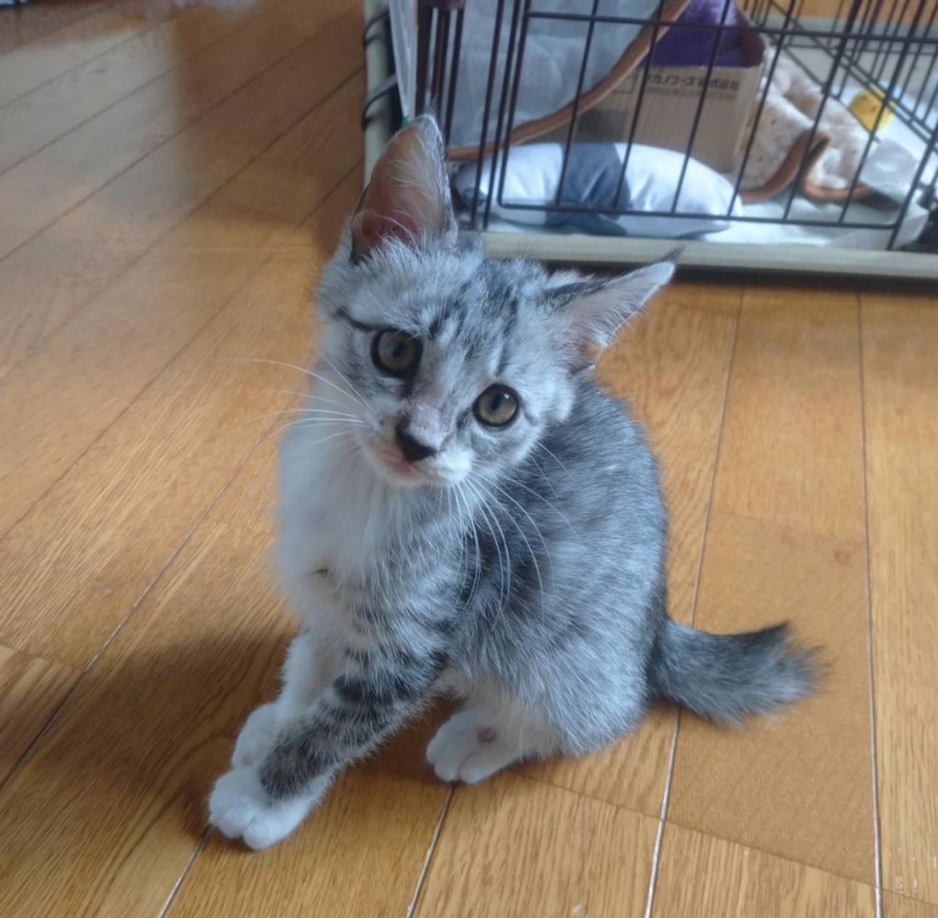 pet-image-3
