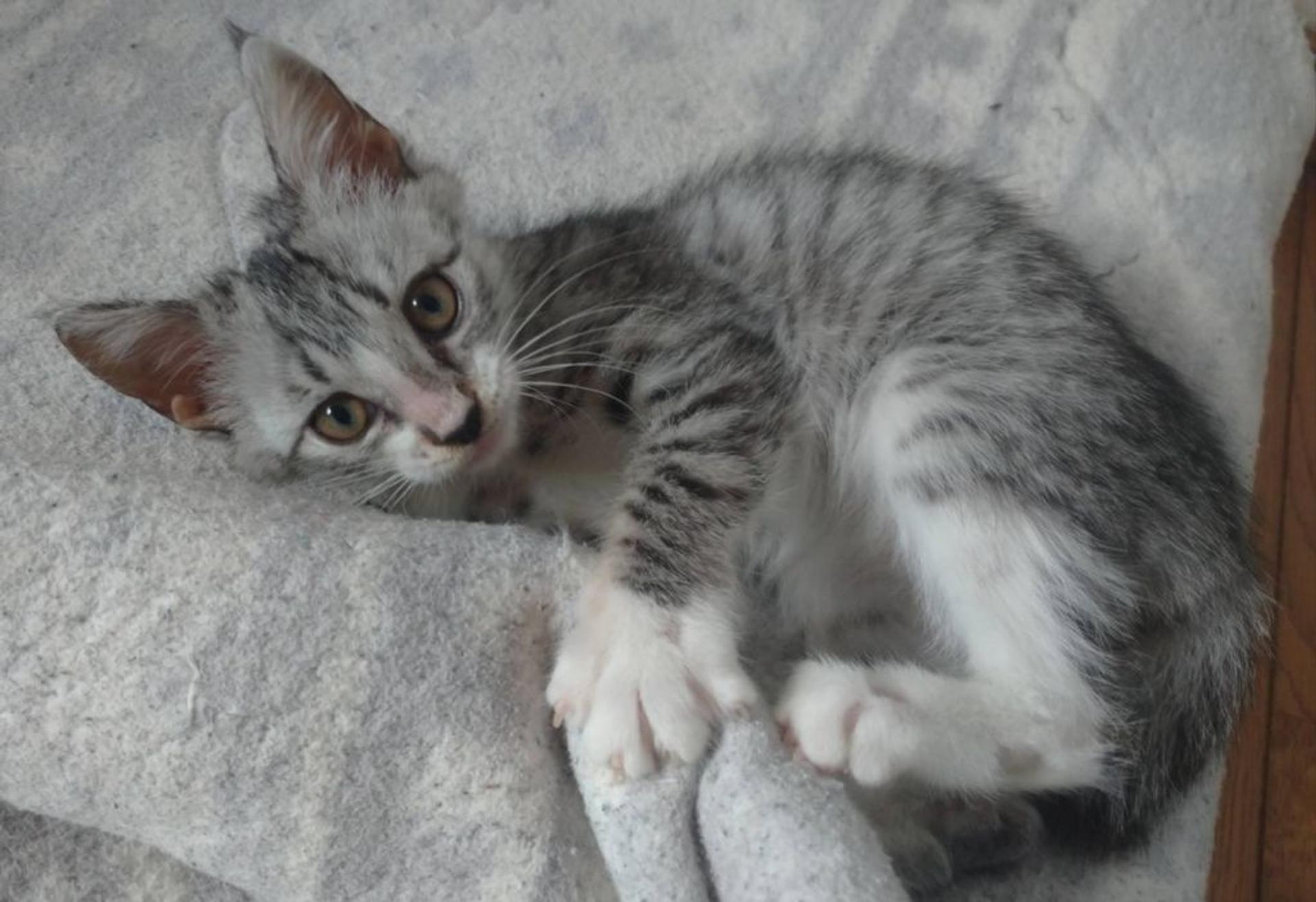 pet-image-4