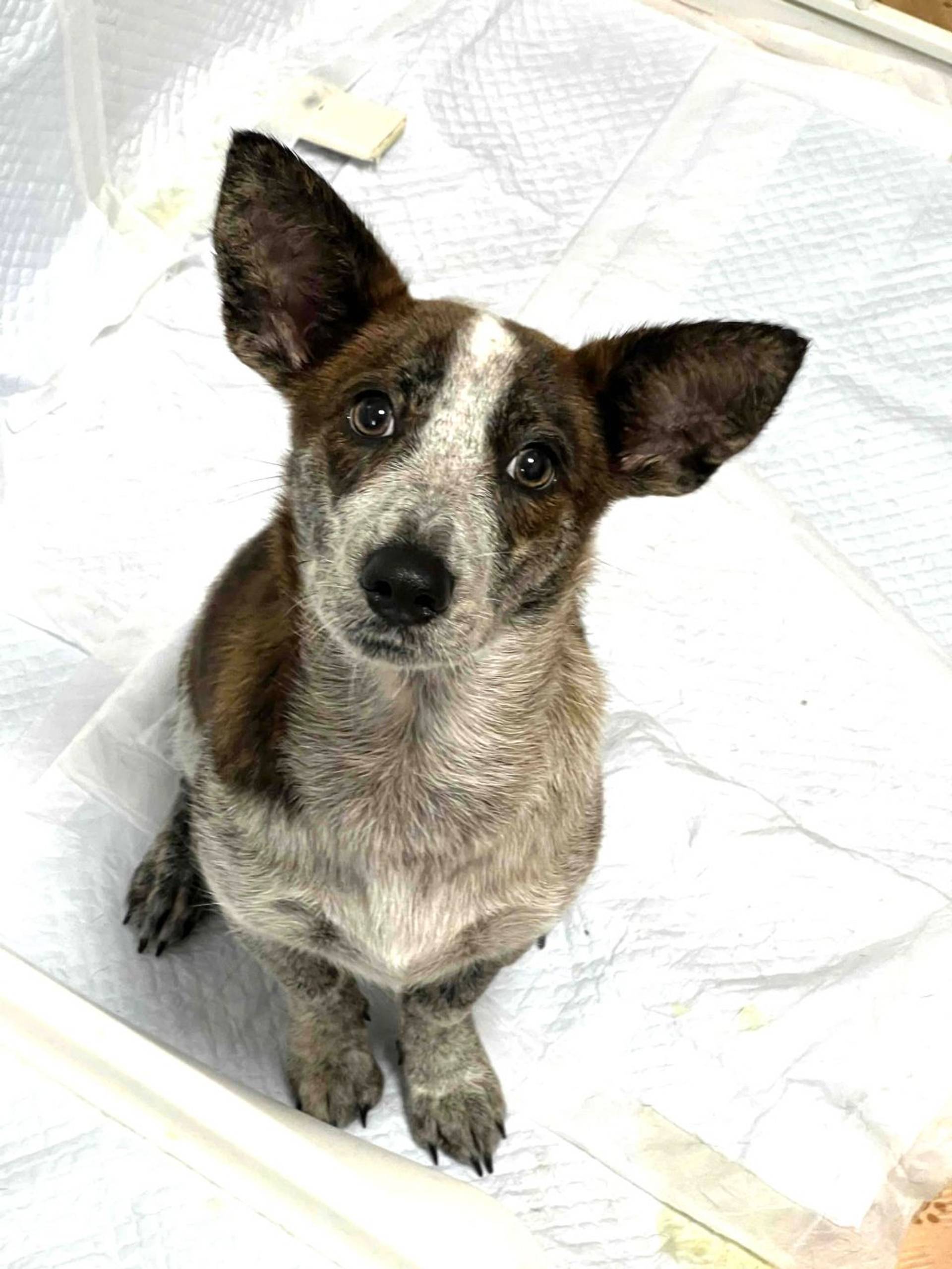 雑種（ミックス犬）・メスの里親募集の写真
