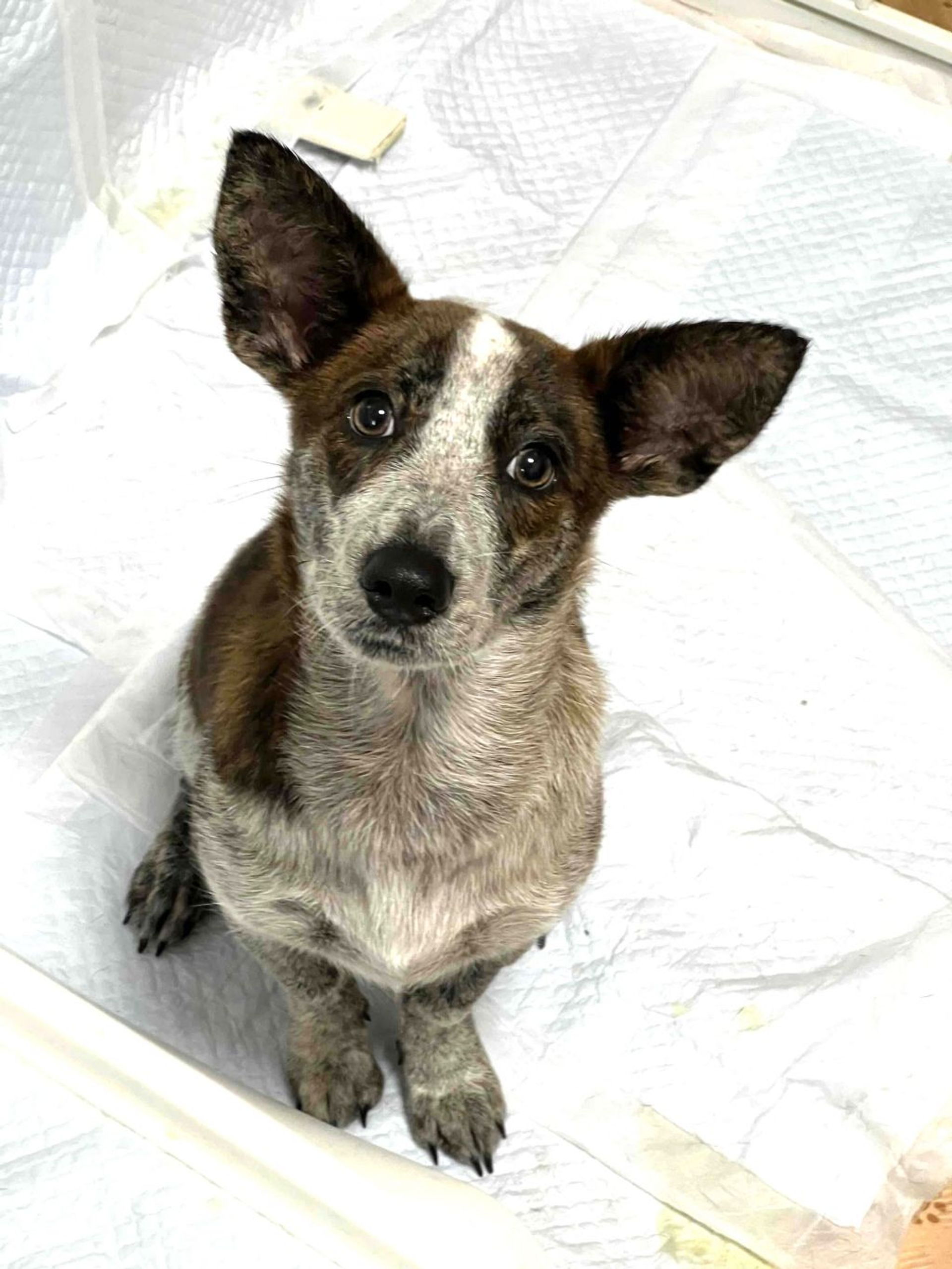 雑種（ミックス犬）・メスの里親募集の写真