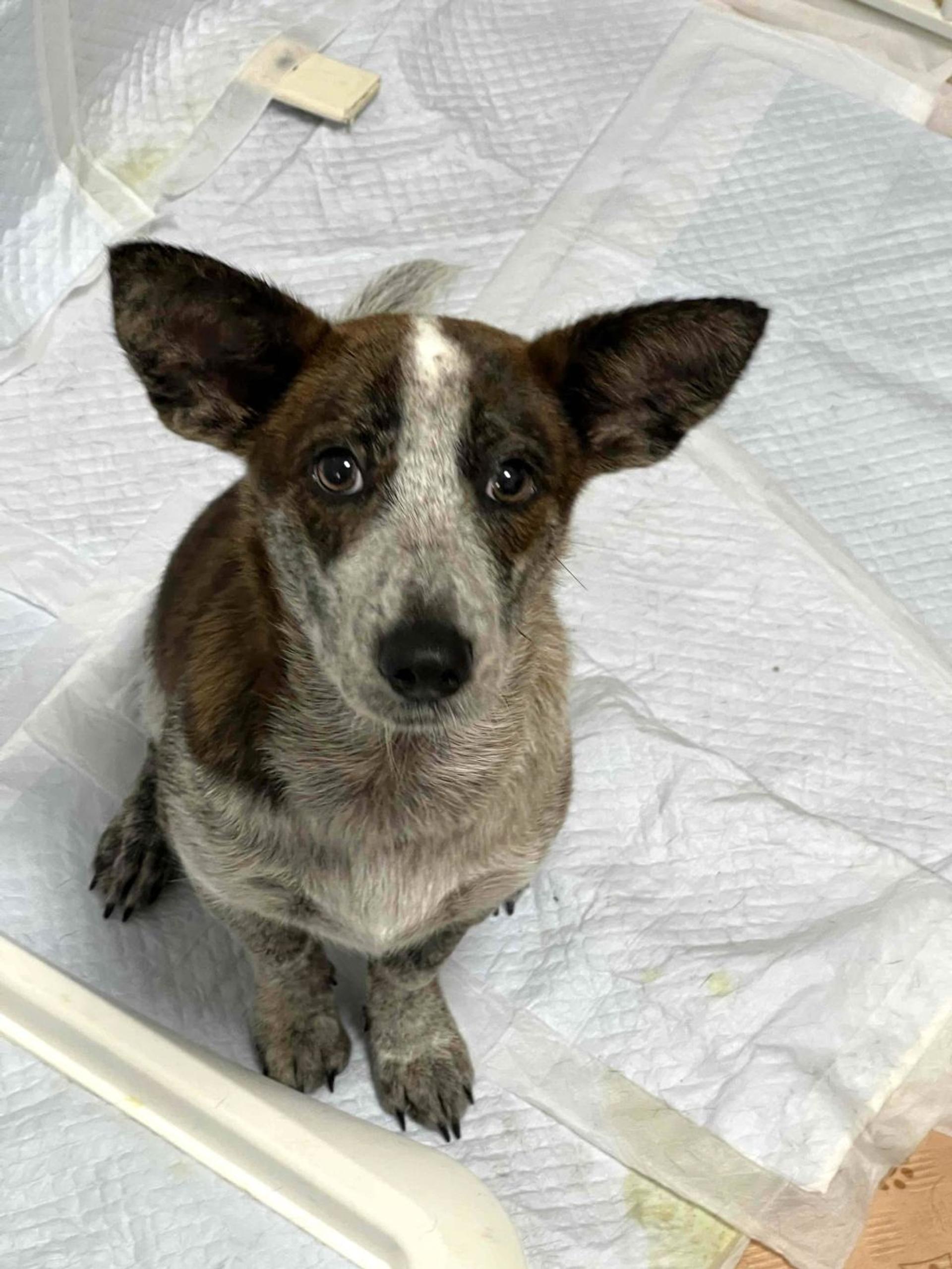 pet-image-3