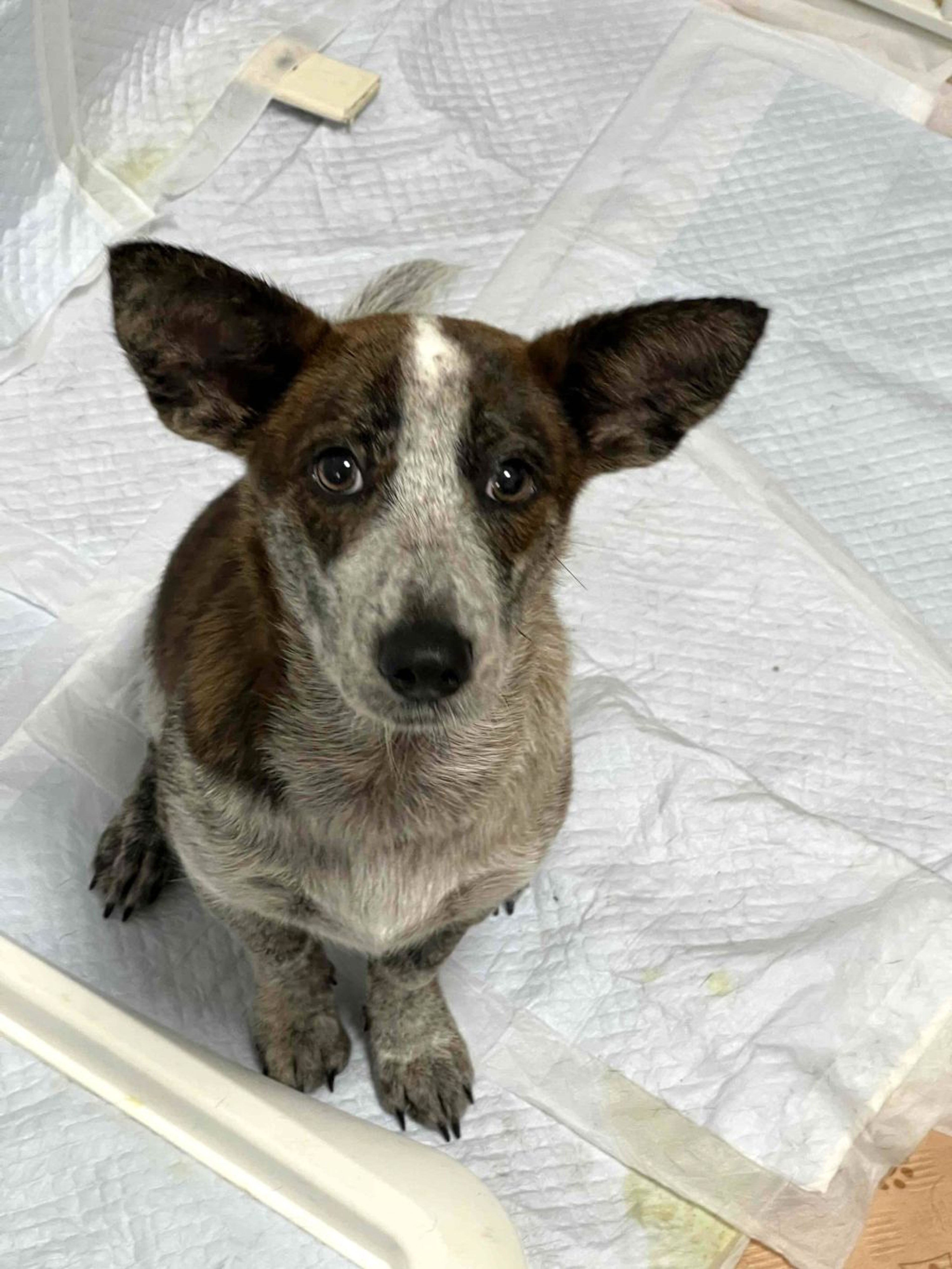 pet-image-3