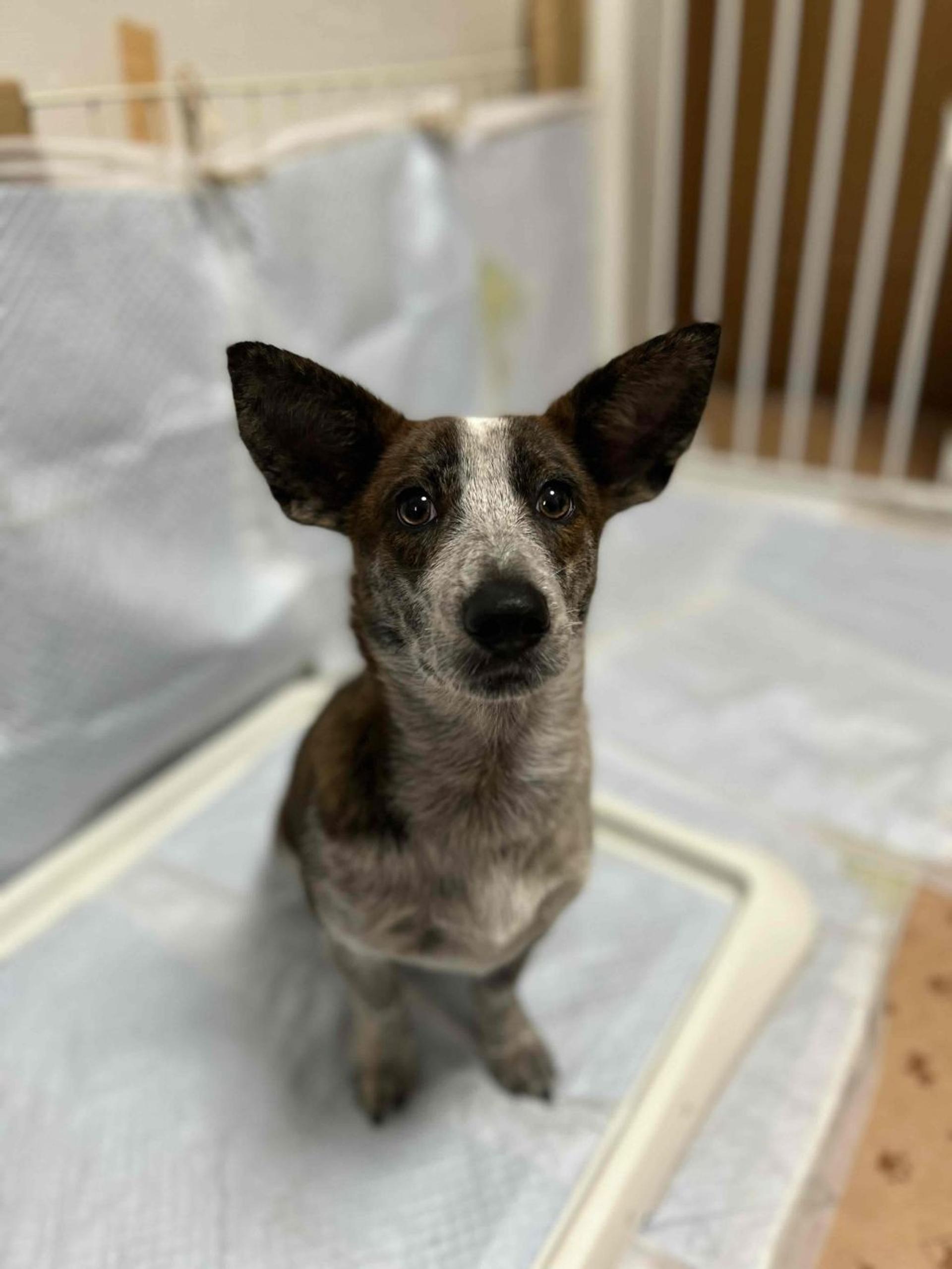 pet-image-4
