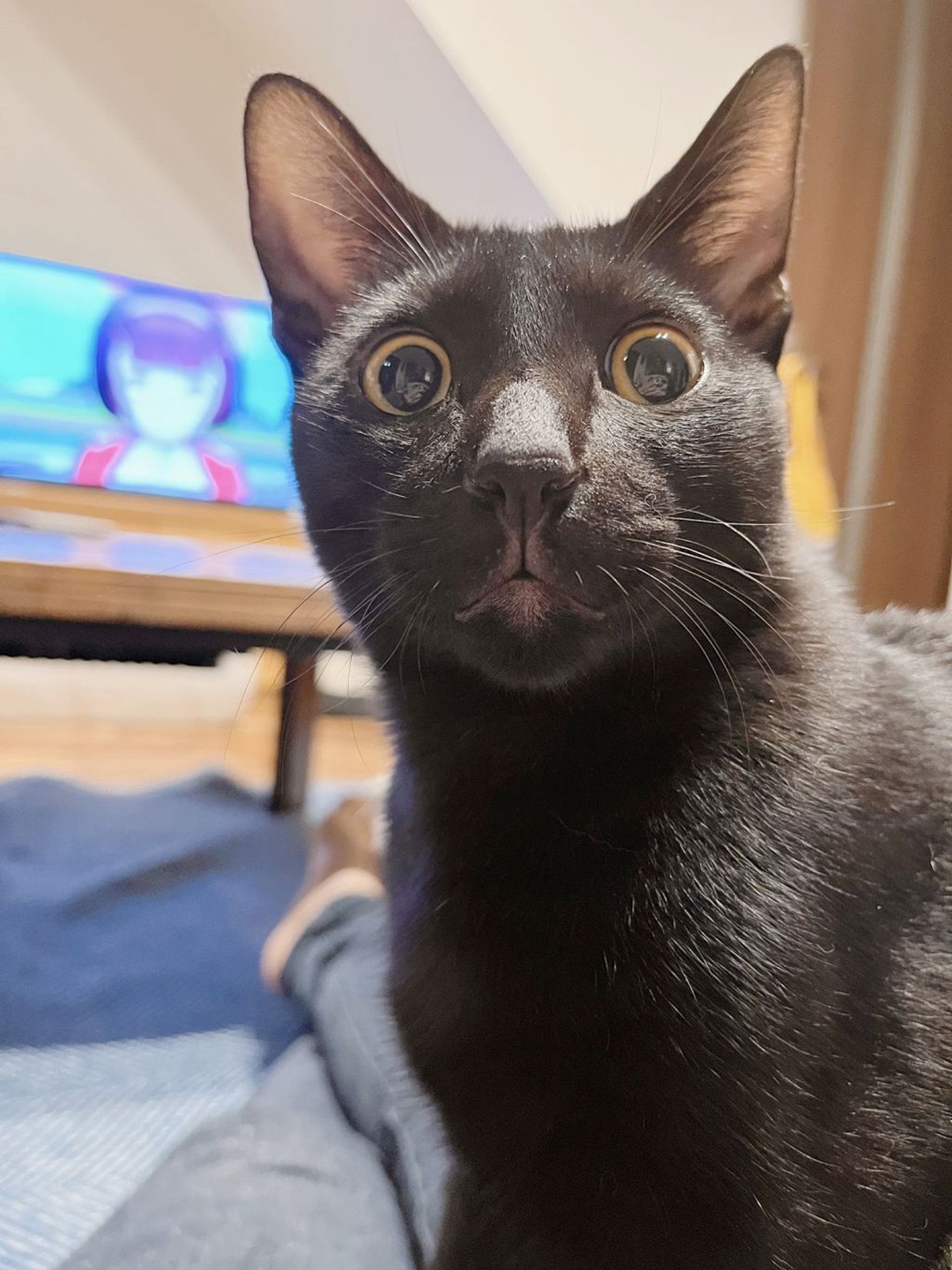 雑種（ミックス猫）・オスの里親募集の写真