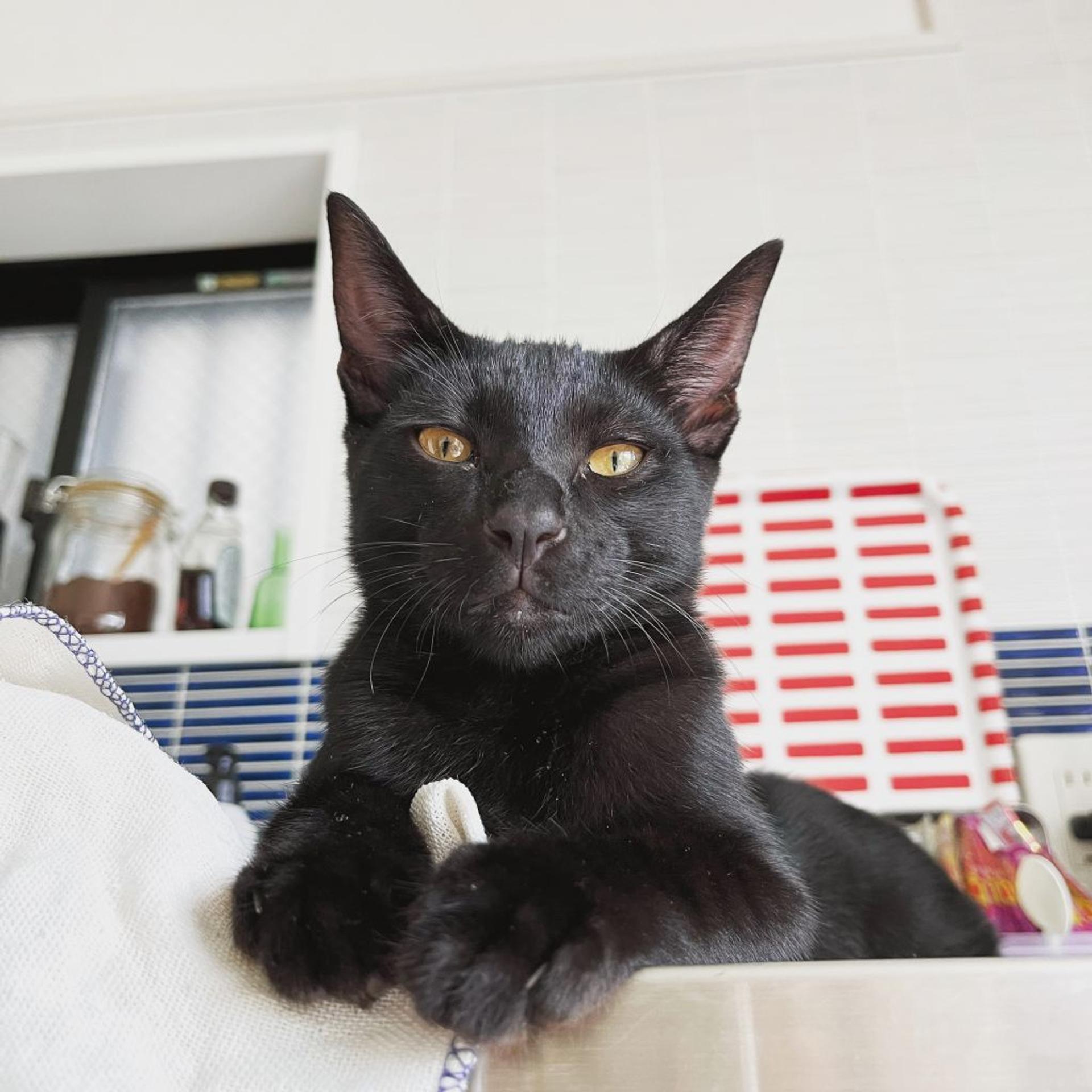 pet-image-2