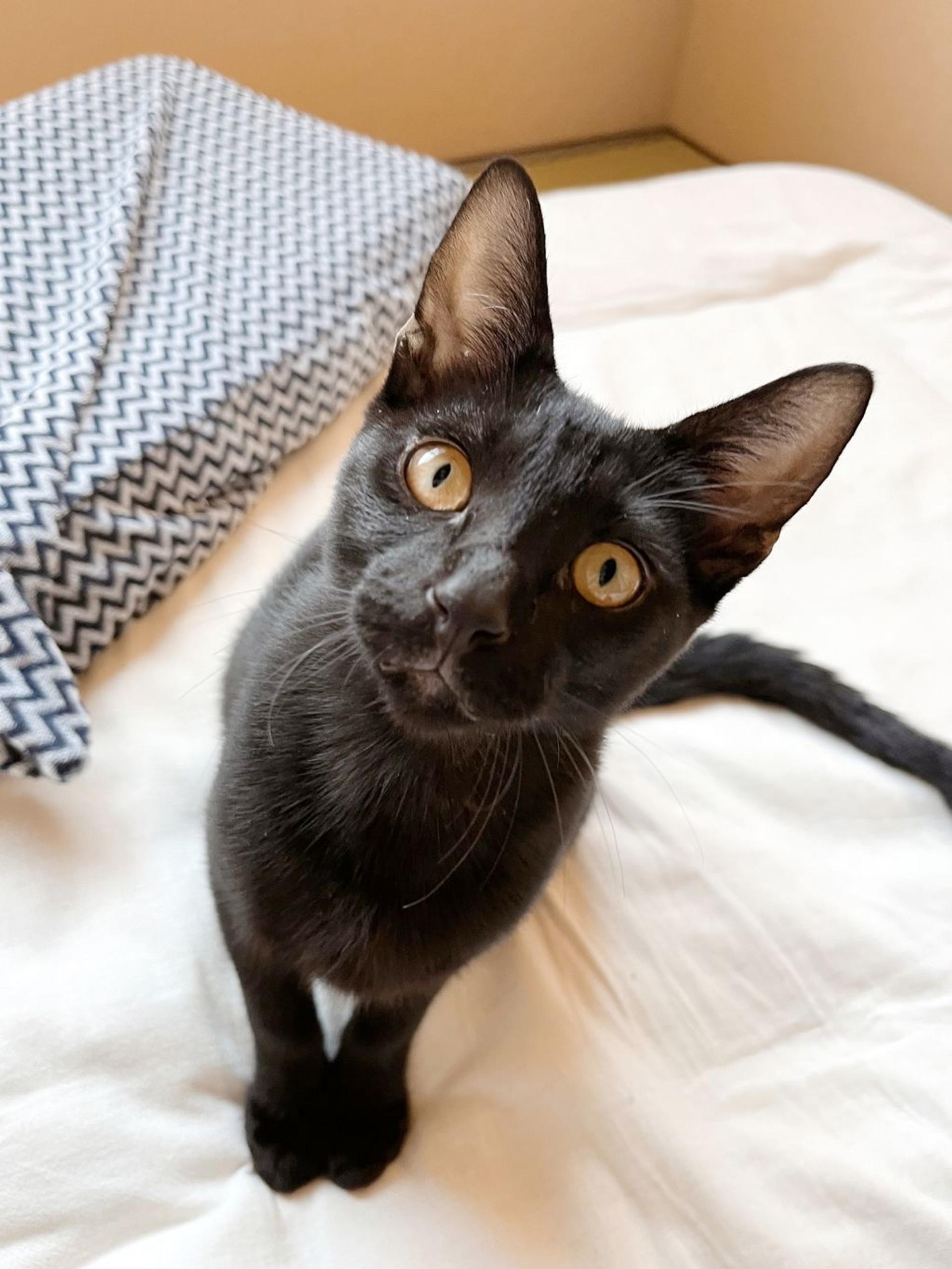 pet-image-3