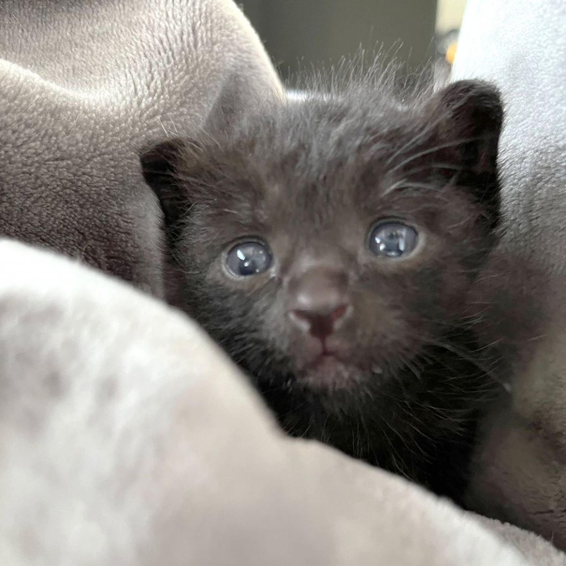 pet-image-5