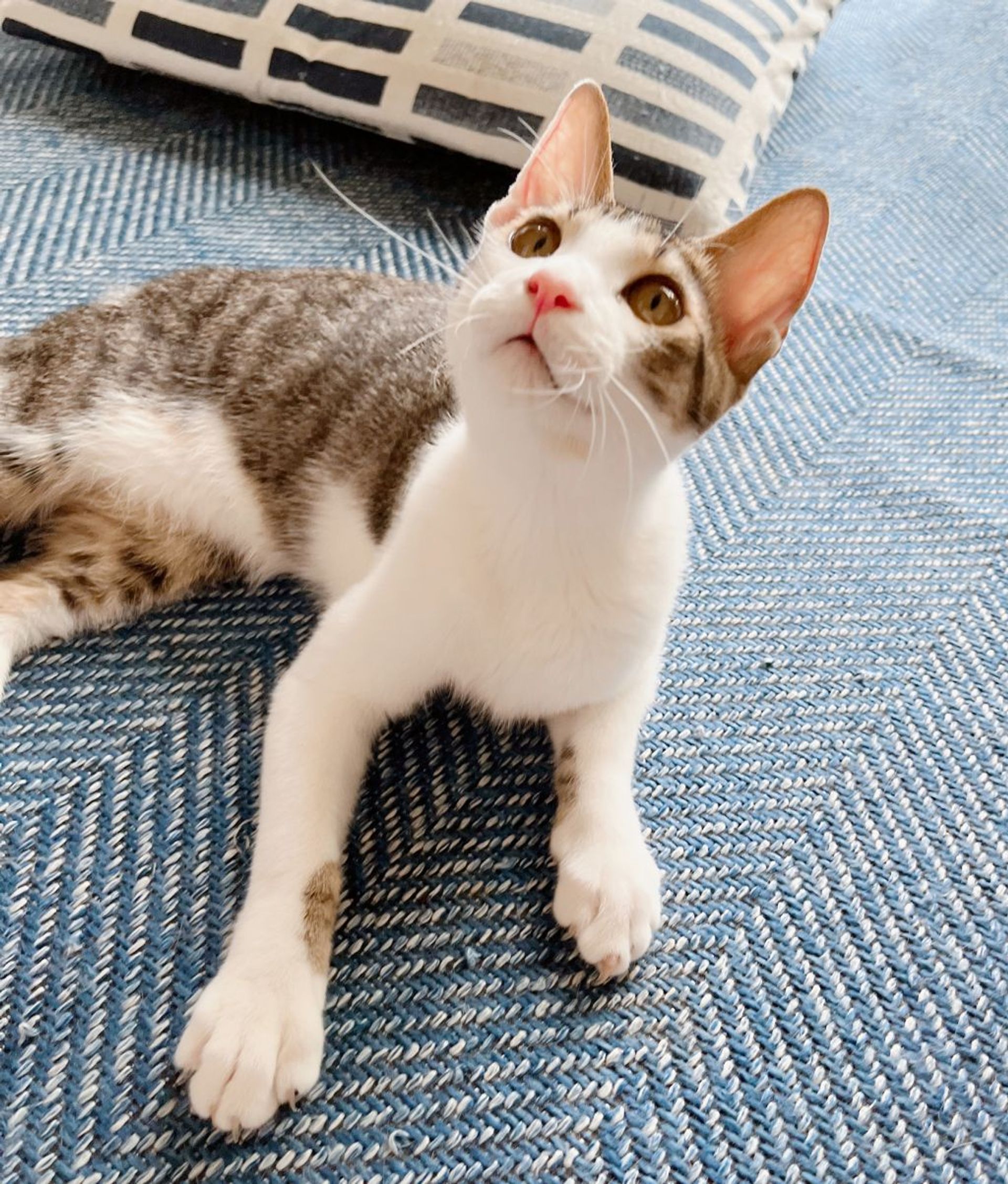 雑種（ミックス猫）・オスの里親募集の写真