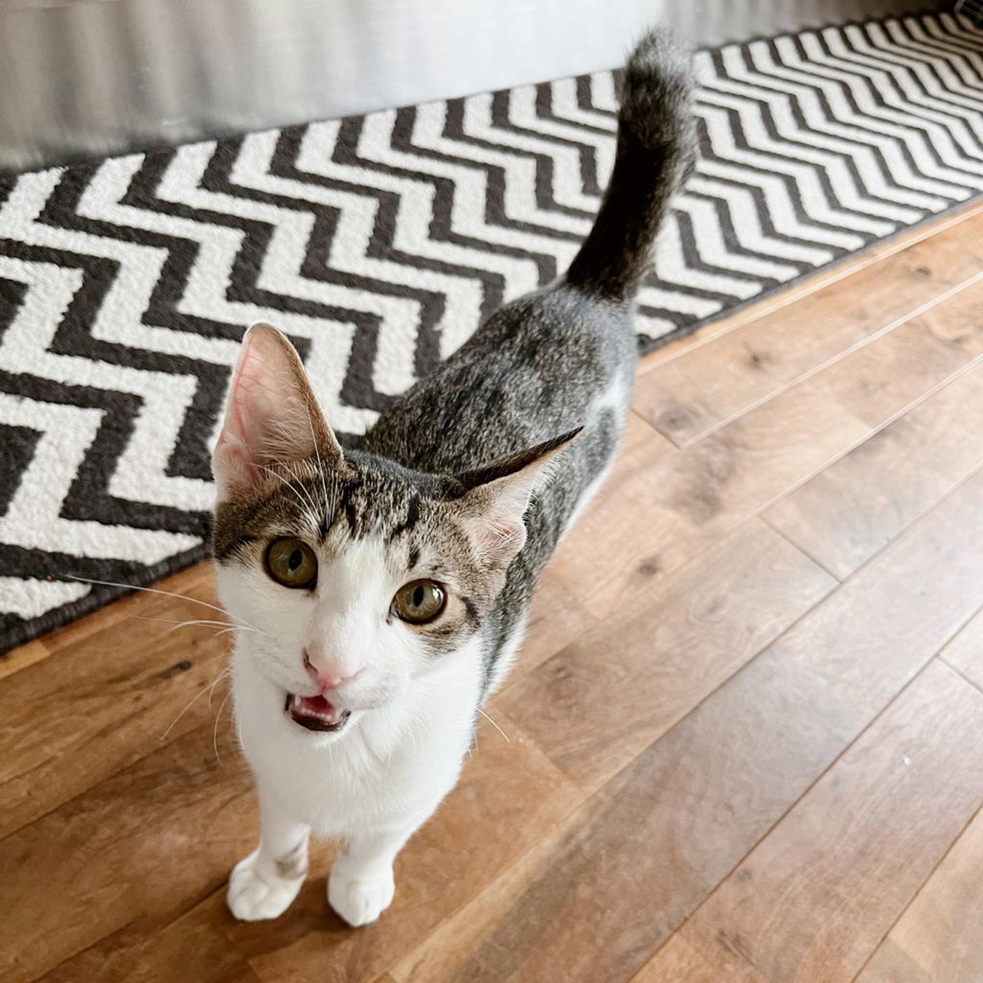 pet-image-2