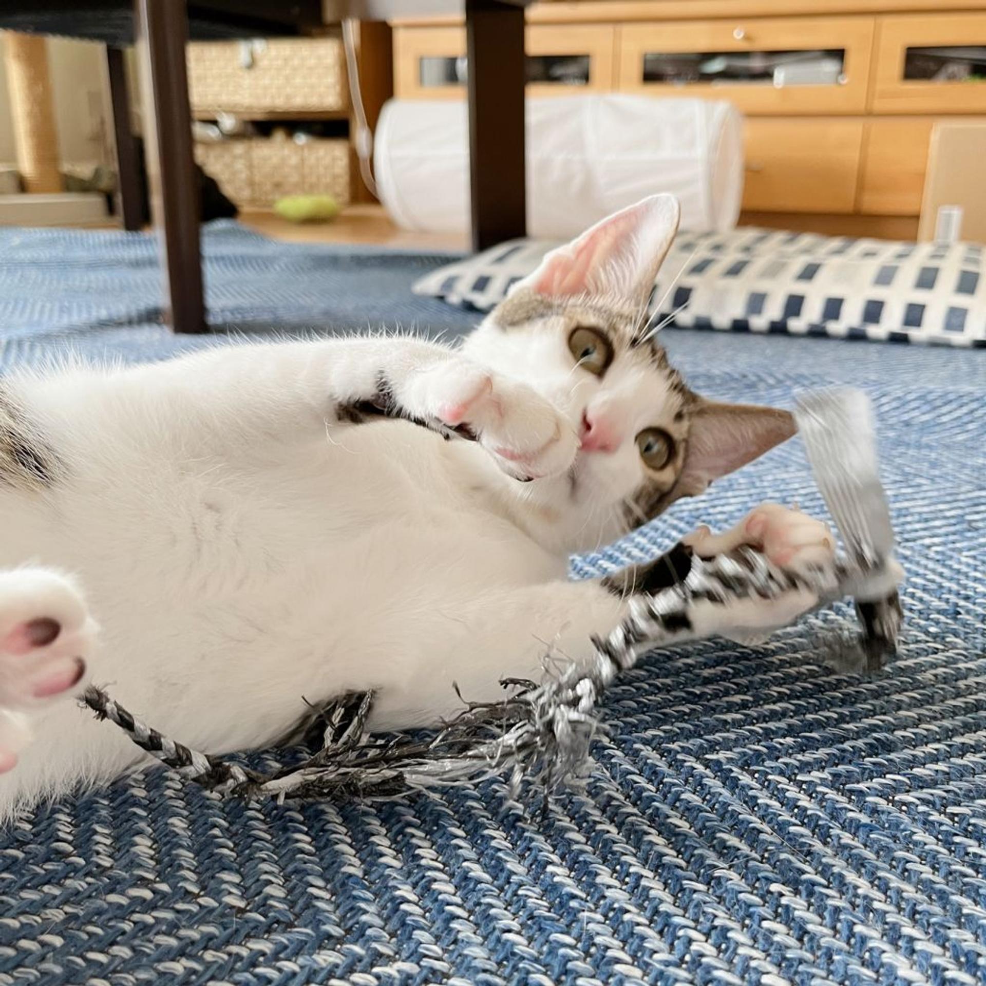 pet-image-3