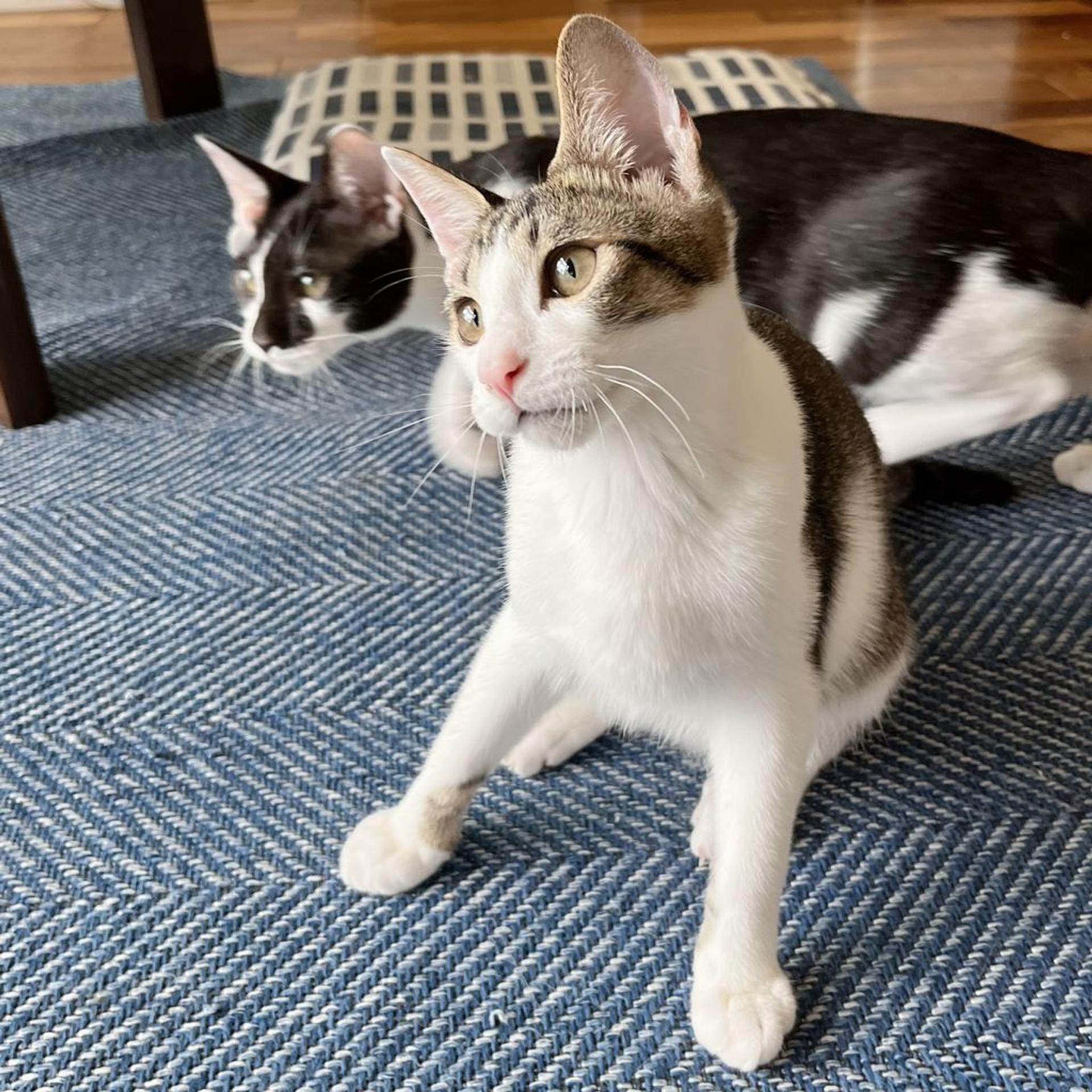 pet-image-4